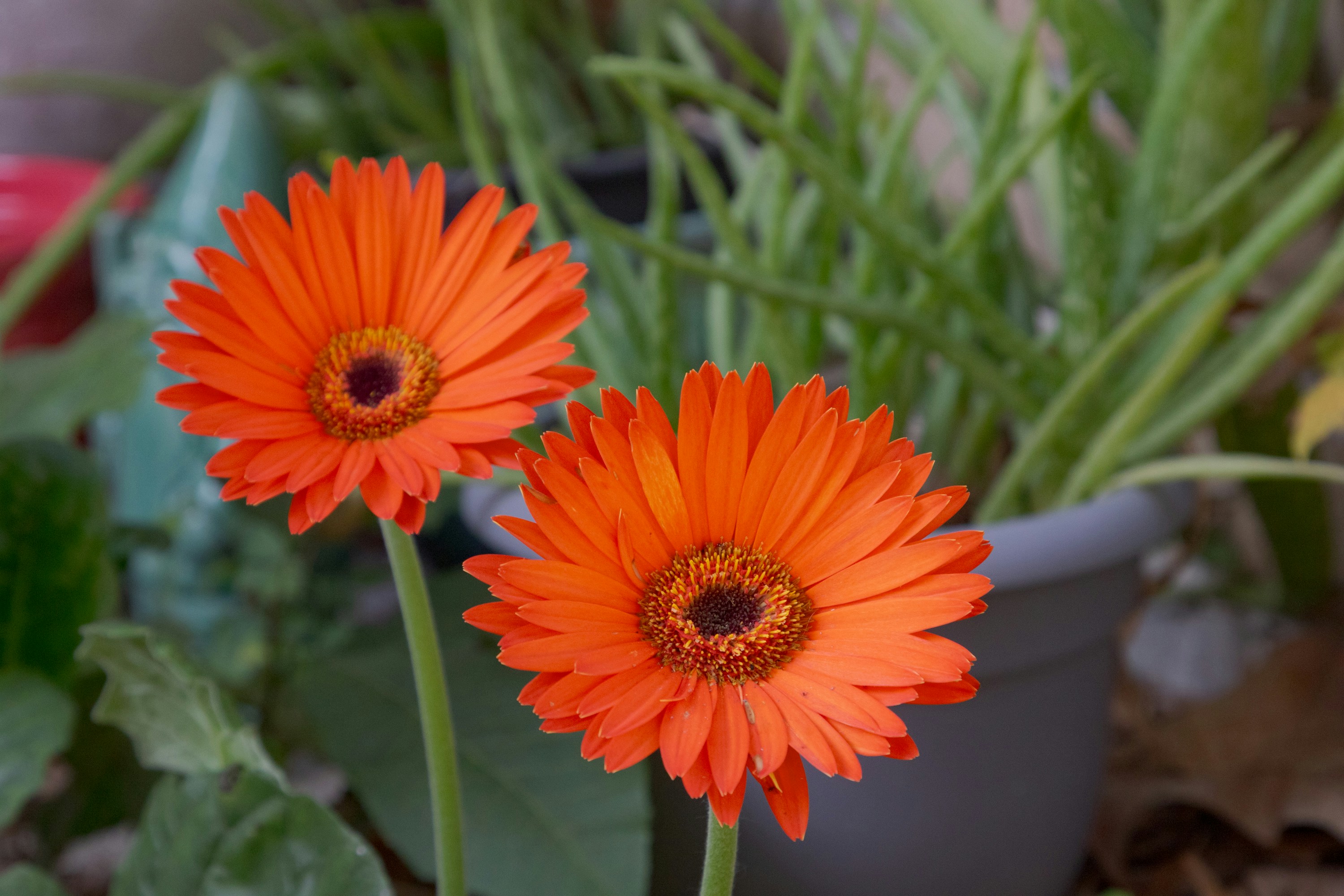 Two bright orange gerbera daisies bloom outdoors.