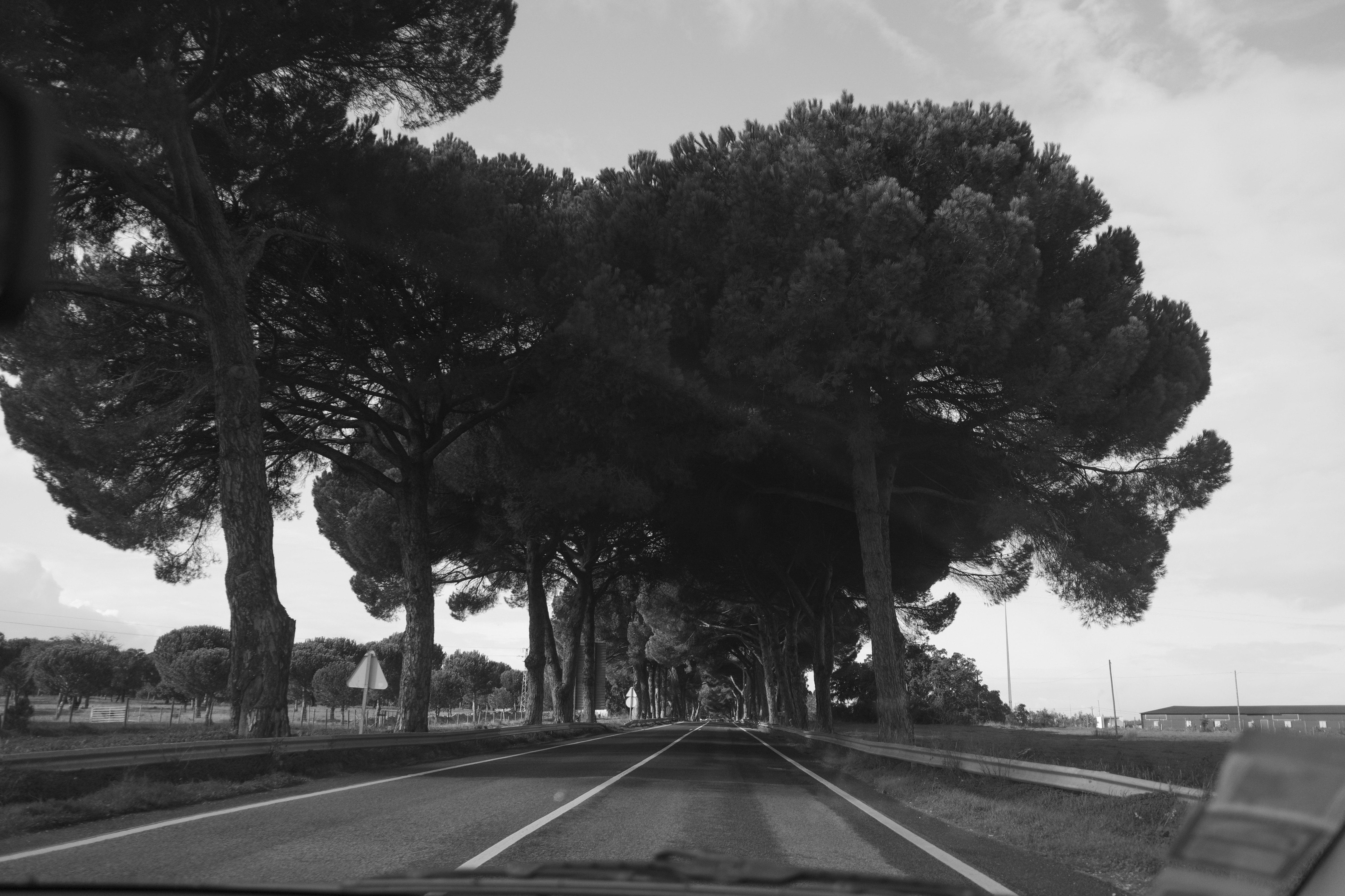 A tree-lined road with a clear sky above