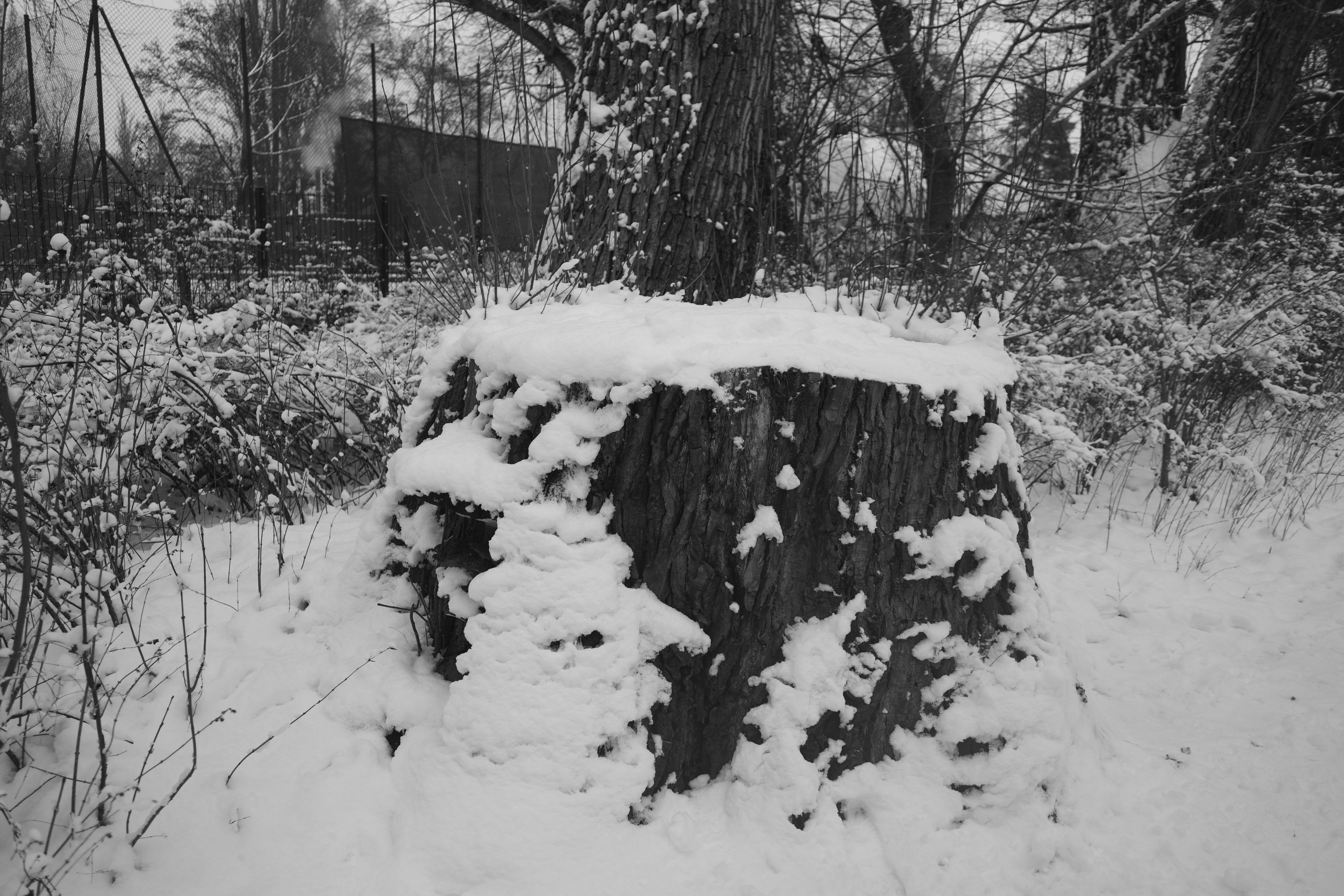 Snow-covered tree stump in a winter forest