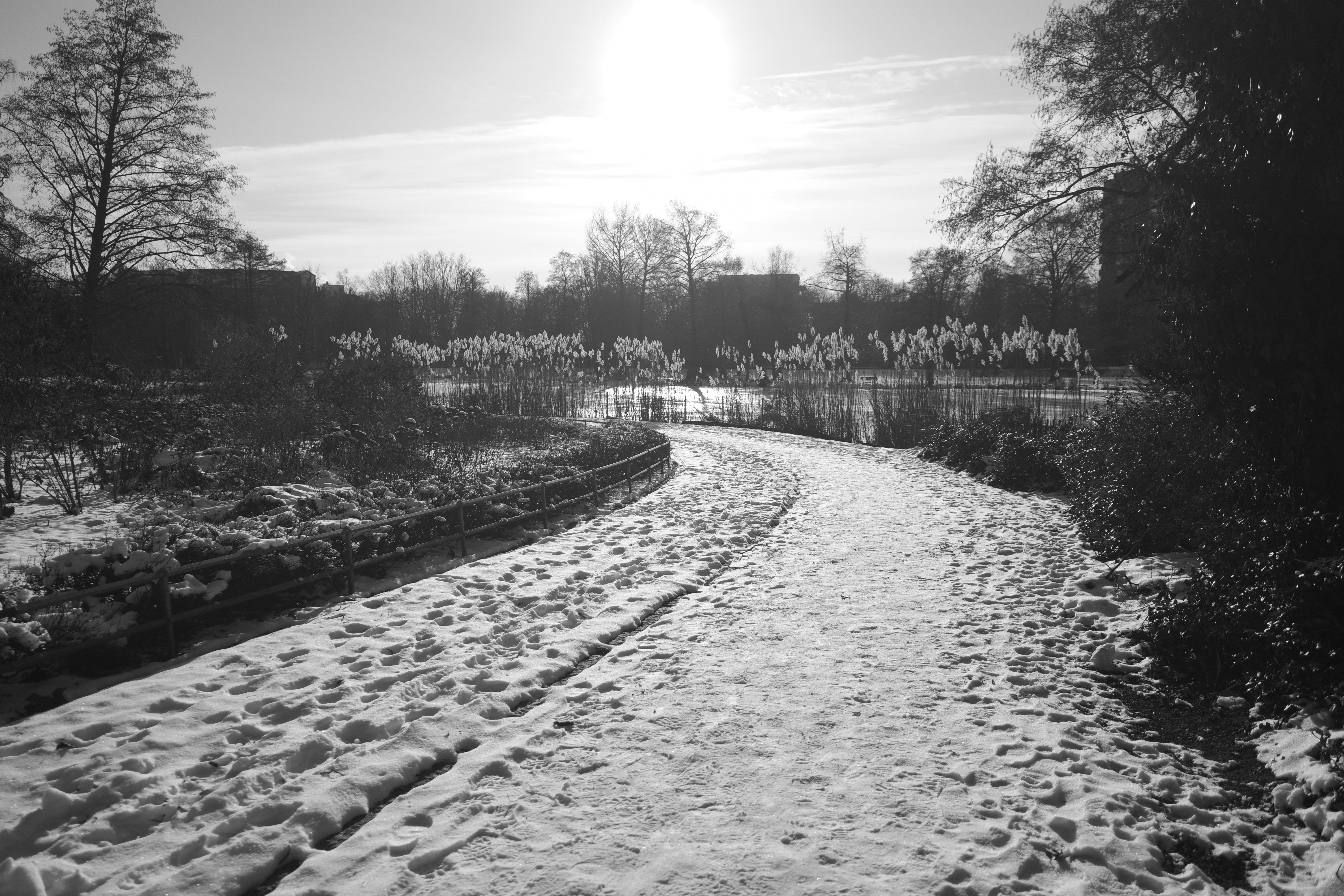 Snowy path curves through a park with bare trees.