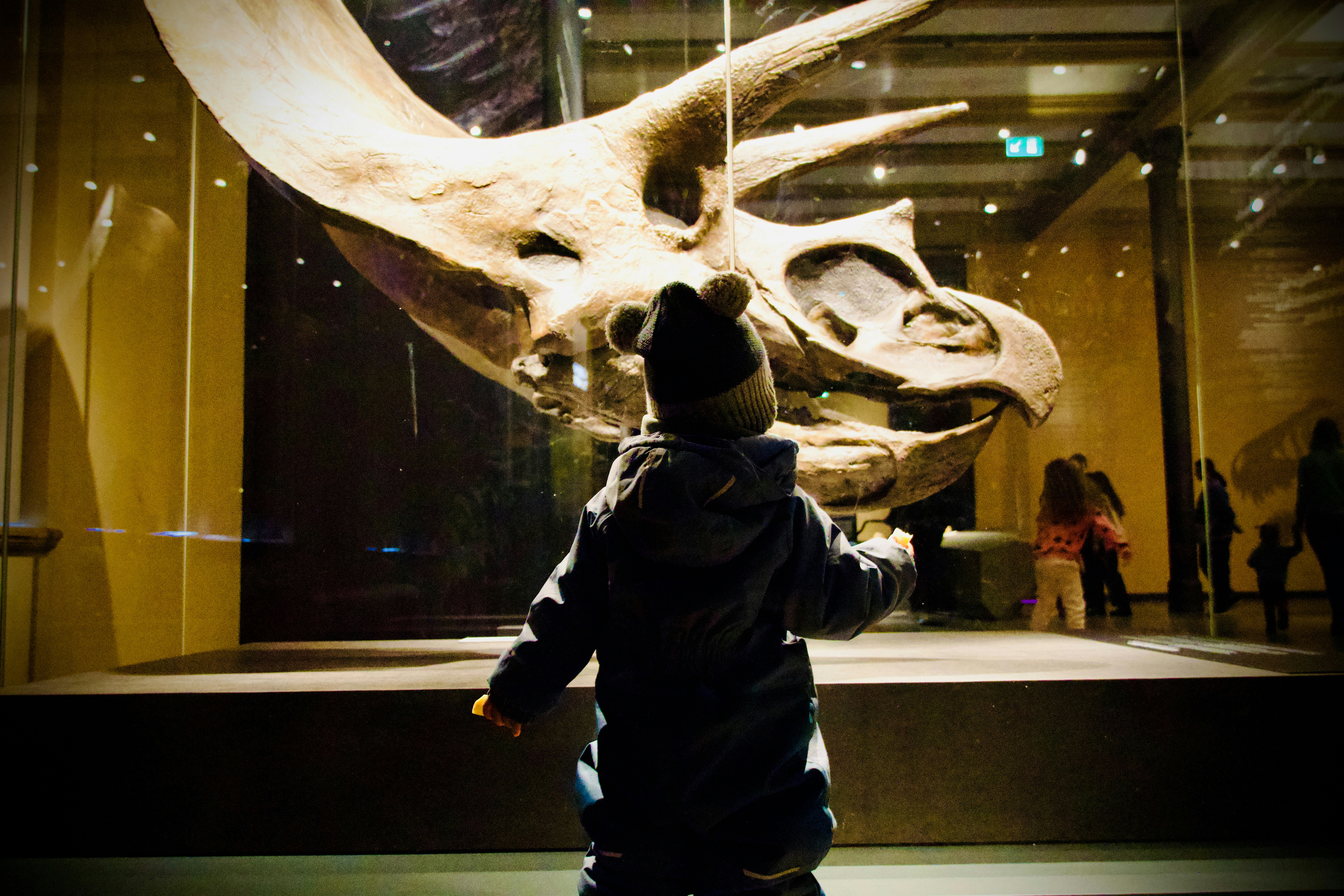 Child looks at dinosaur skull in museum display