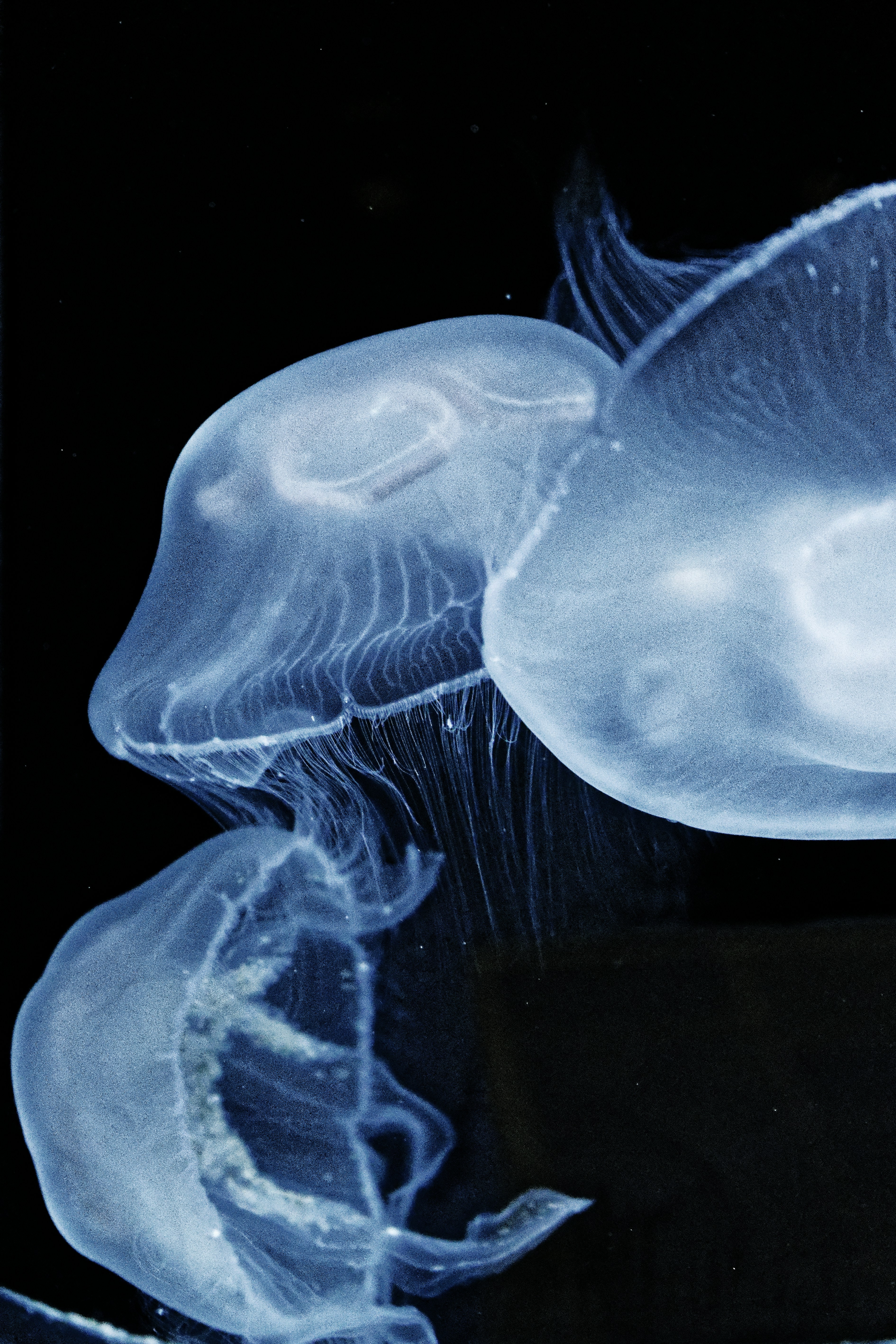 abstract jellyfish wallpaper, wallpaper, Jellyfish: Biology, Behavior, and Ecological Role 3