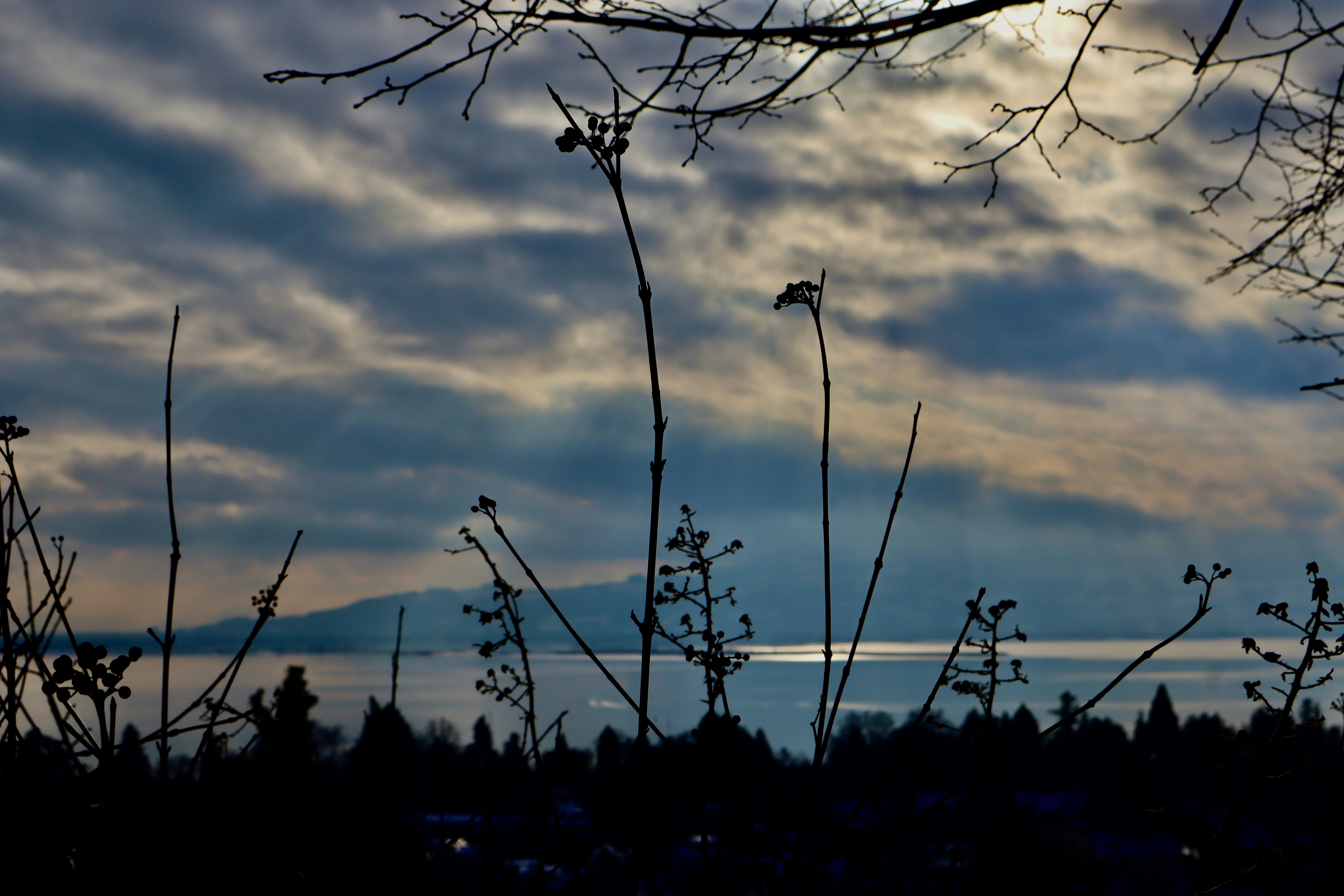 Silhouette of plants against a cloudy sky and water.