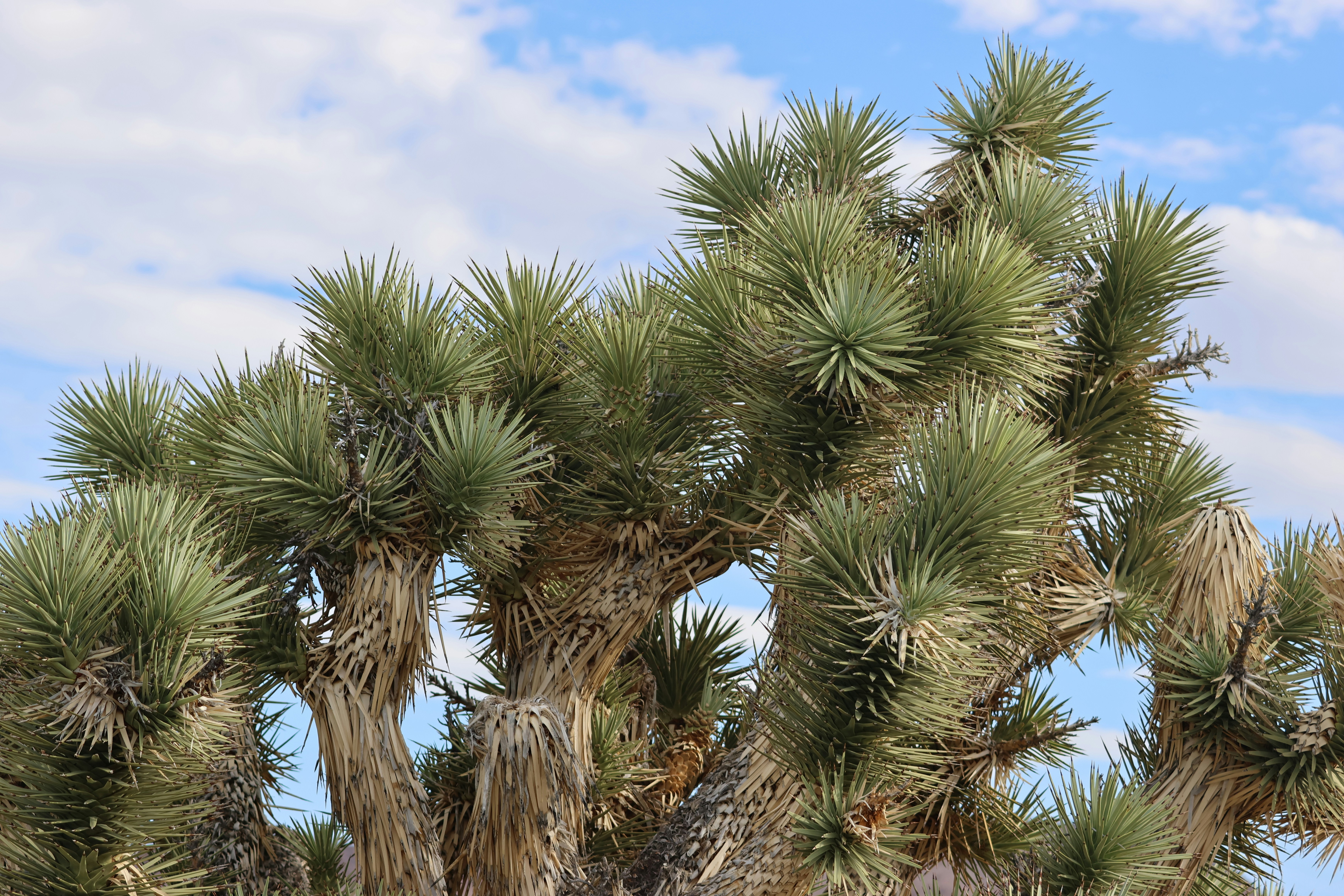 Photo by cornthechicken