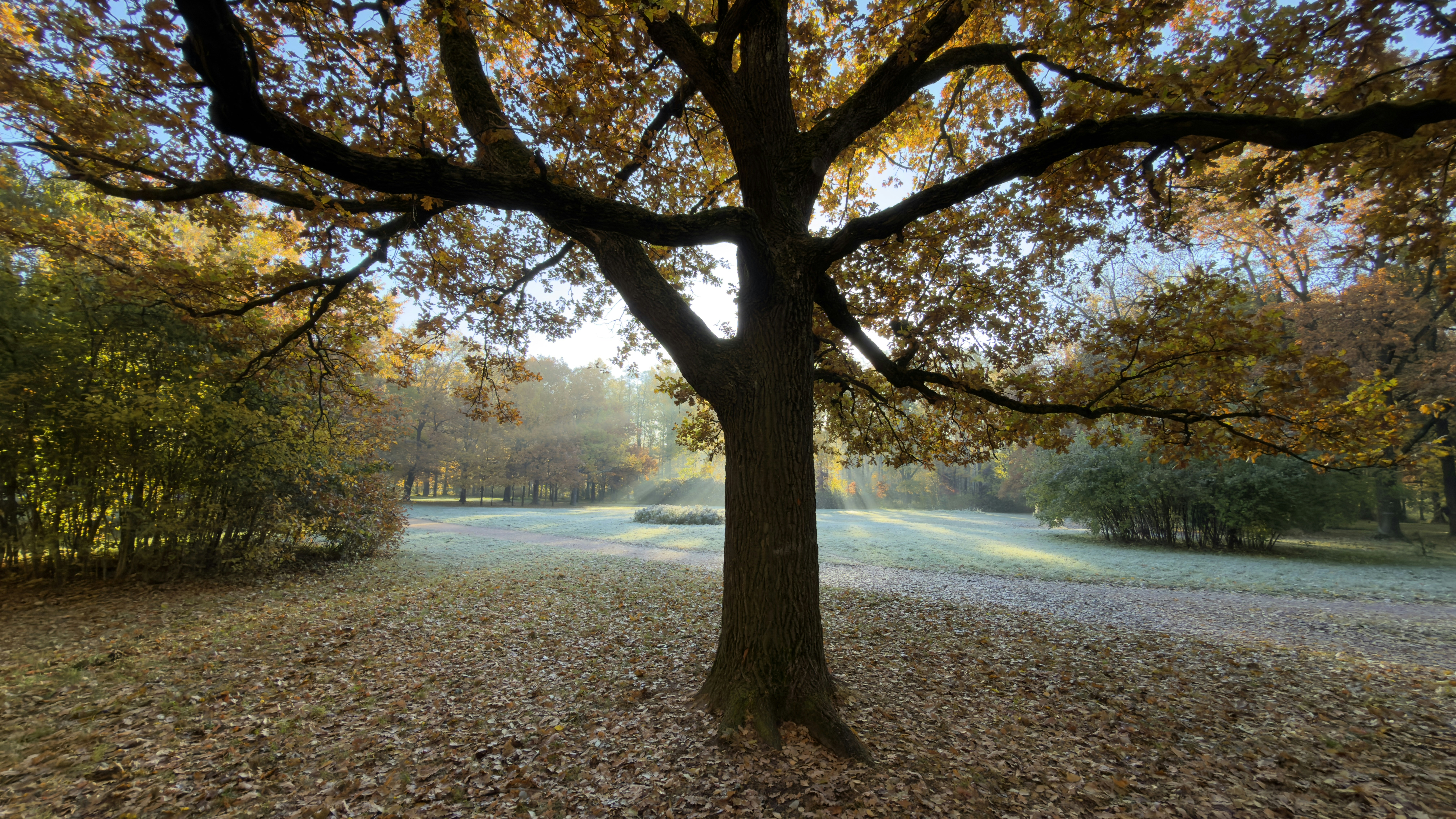 A large tree with autumn leaves in a park