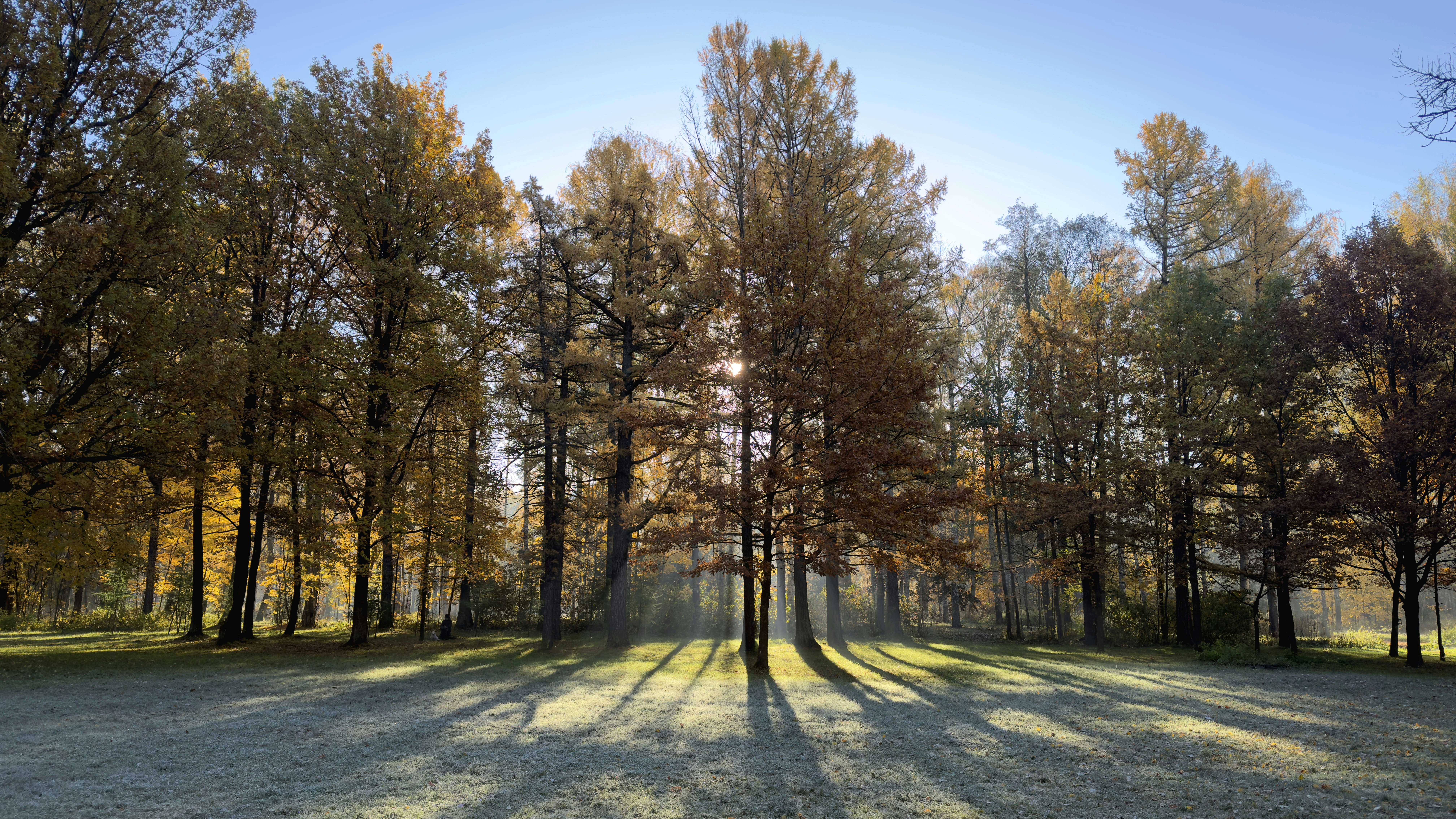 A serene autumn landscape featuring tall trees with vibrant orange and yellow leaves, casting long shadows on the ground, illuminated by soft sunlight