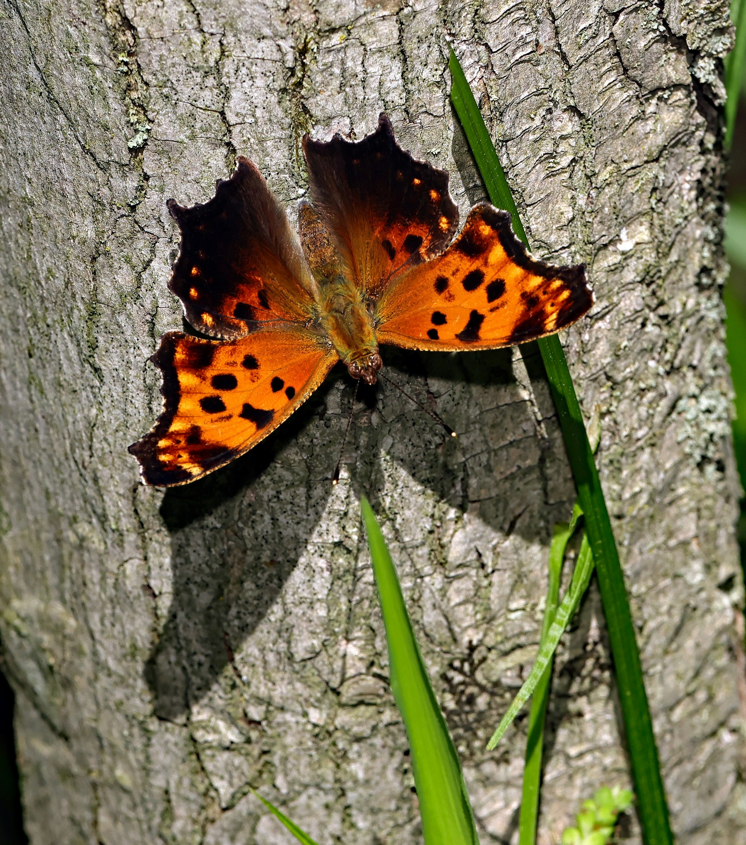 Photo by telliottmbamsc