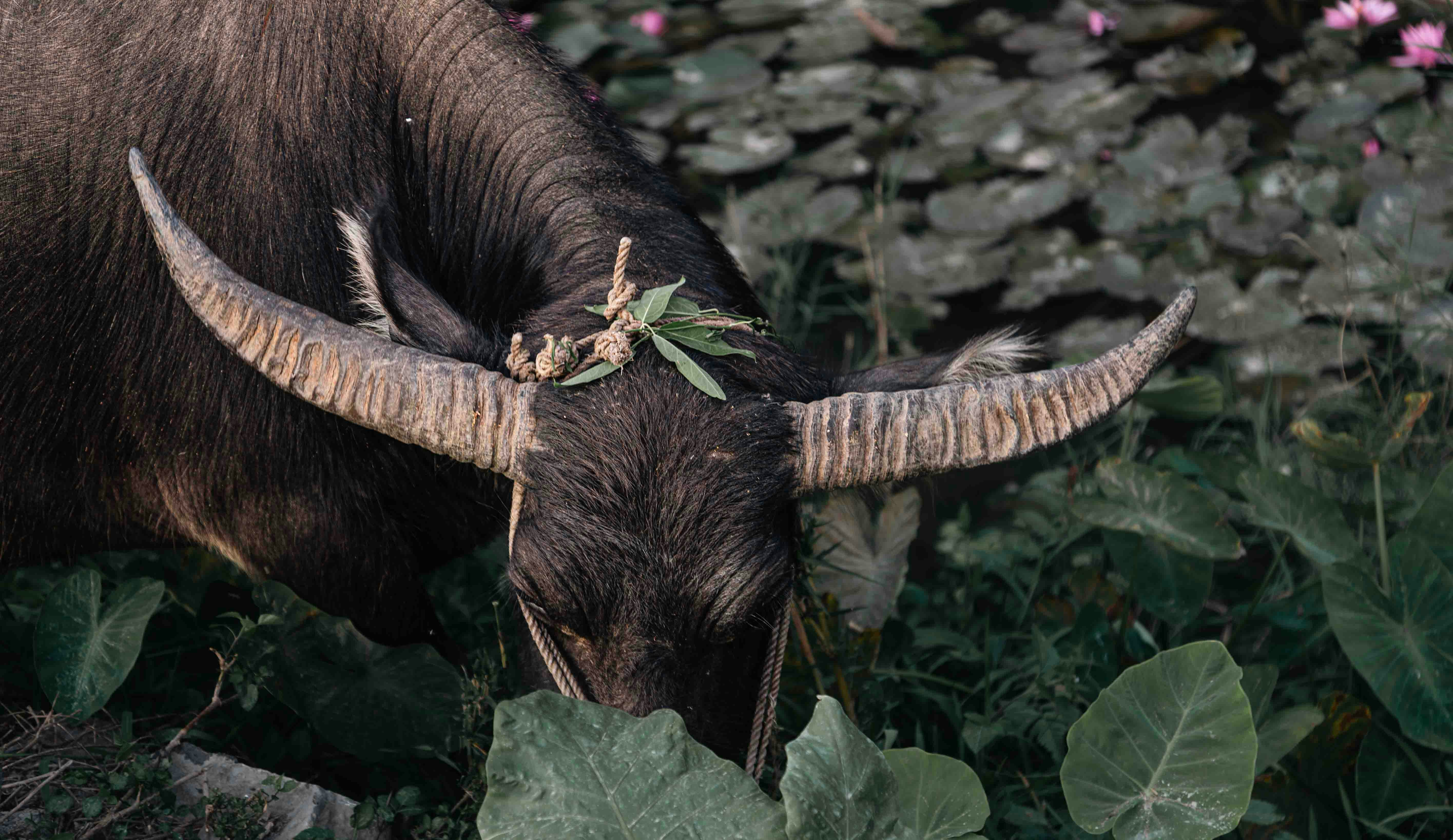 Buffalo Milk May Lower Inflammation and Blood Sugar, Review Suggests