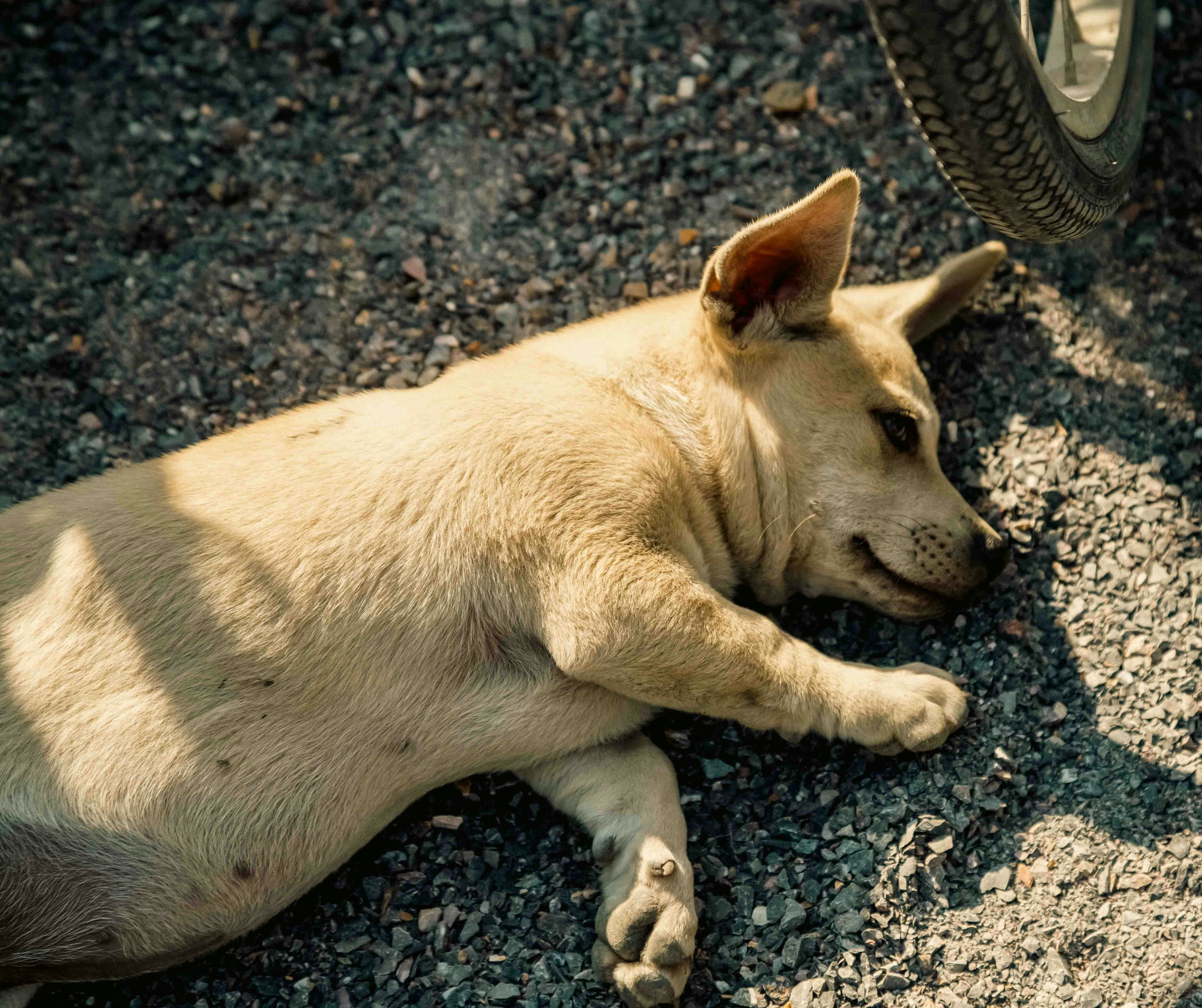 Regeringen sätter stopp – inga bidrag till grovt kriminella! Styrka och rättvisa!