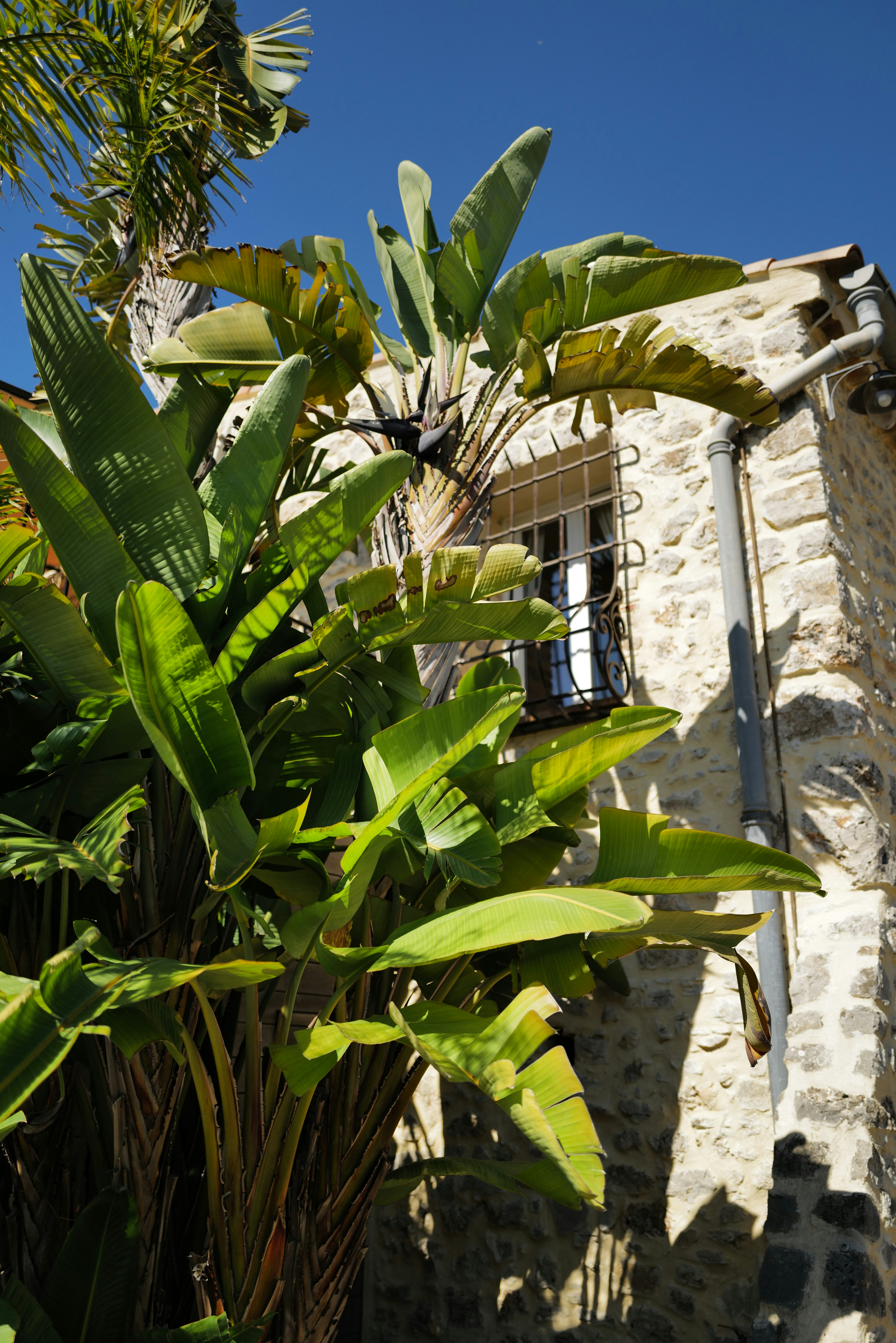 Piante tropicali verdi rigogliosi accanto alle costruzioni in pietra