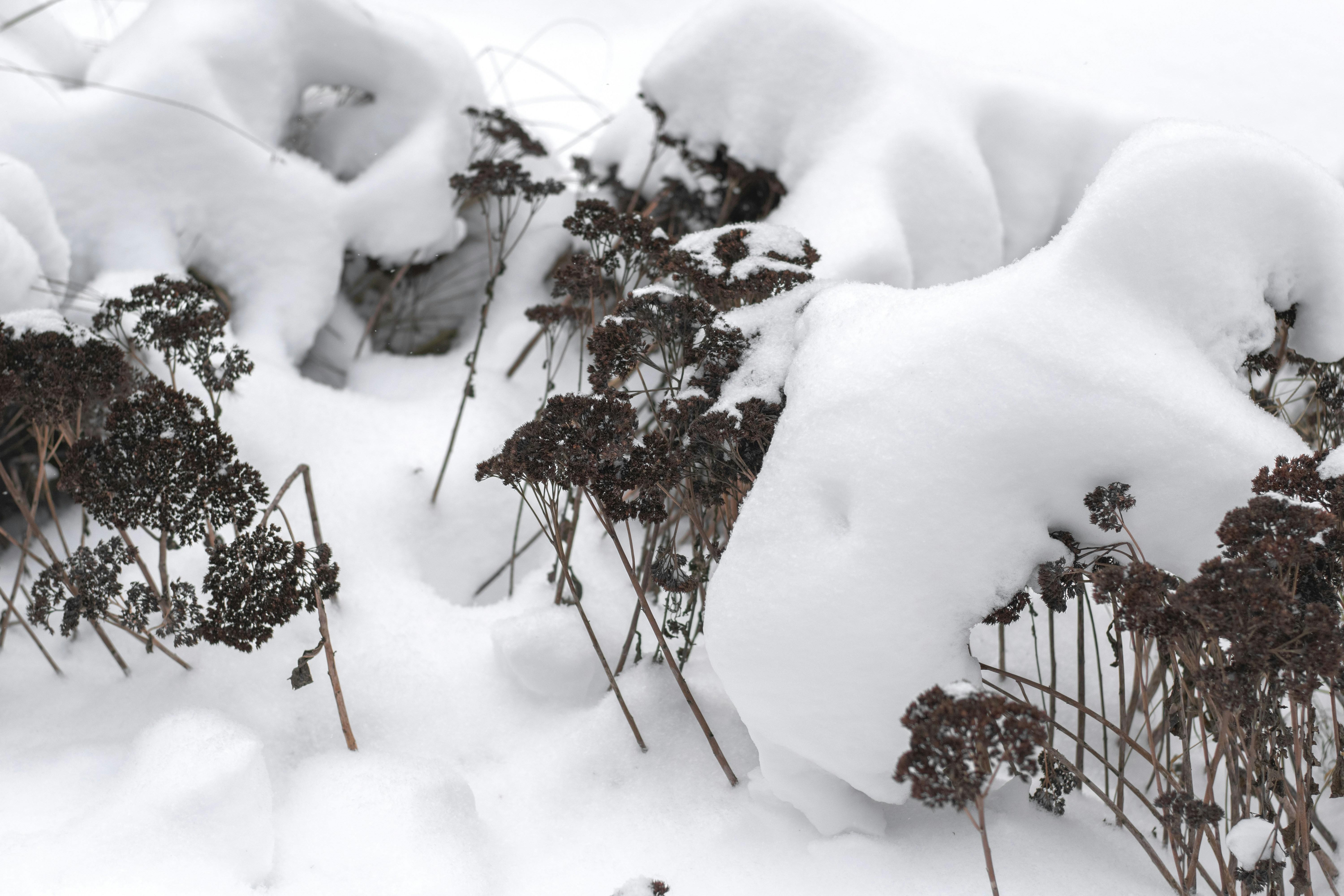 Dry plants covered in thick winter snow.