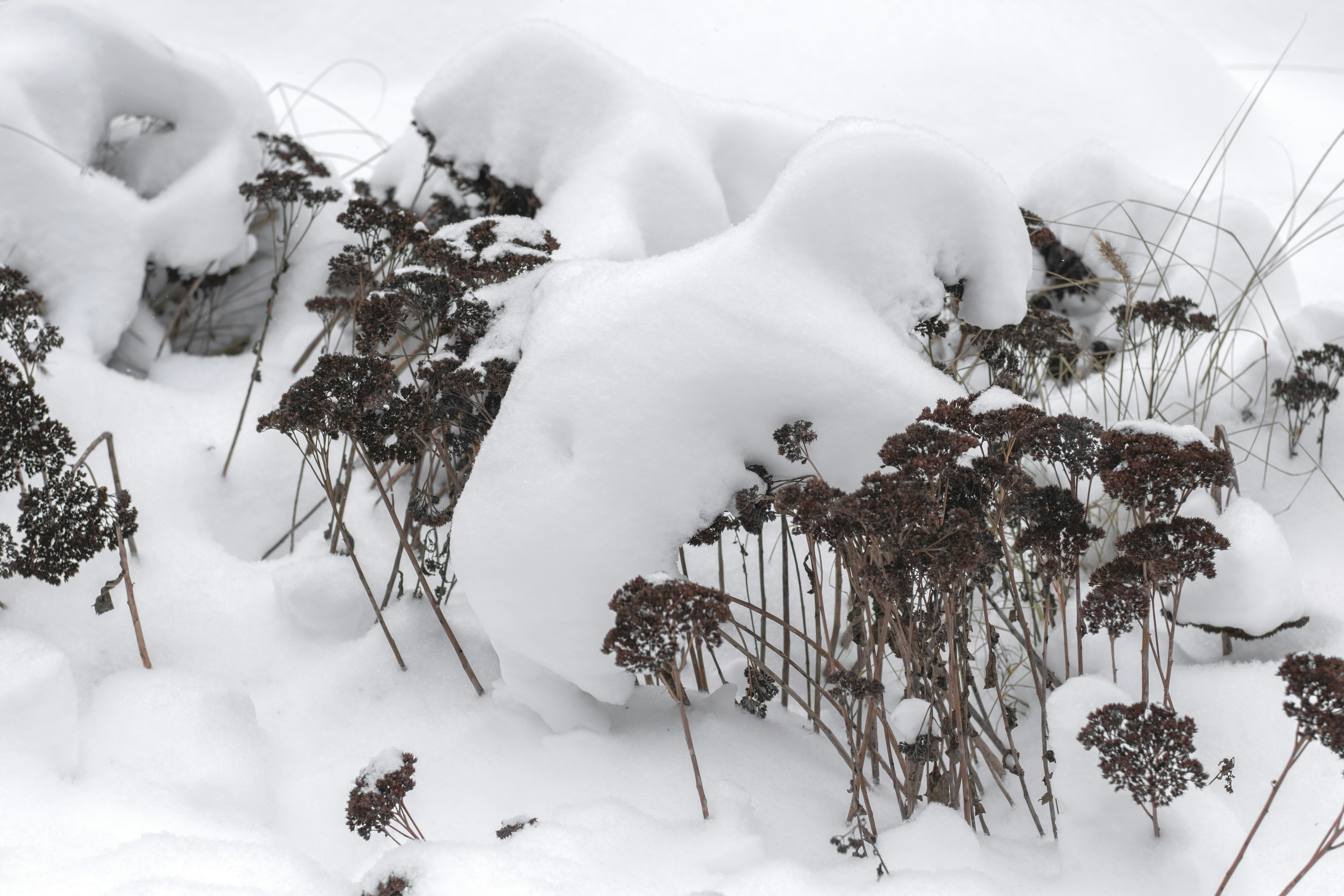 Plantas secas cobertas por neve espessa