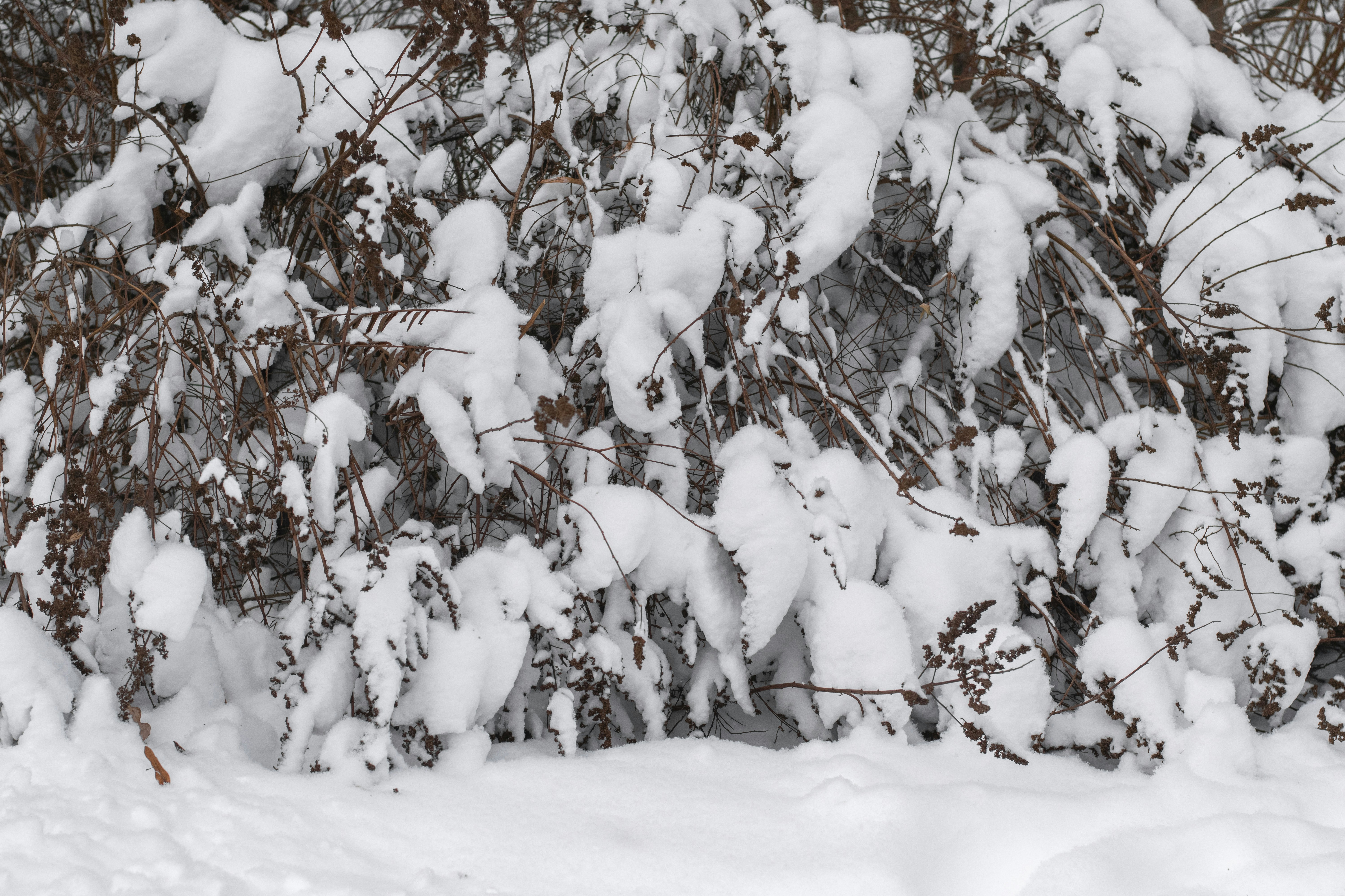 Galhos cobertos de neve de um arbusto no inverno