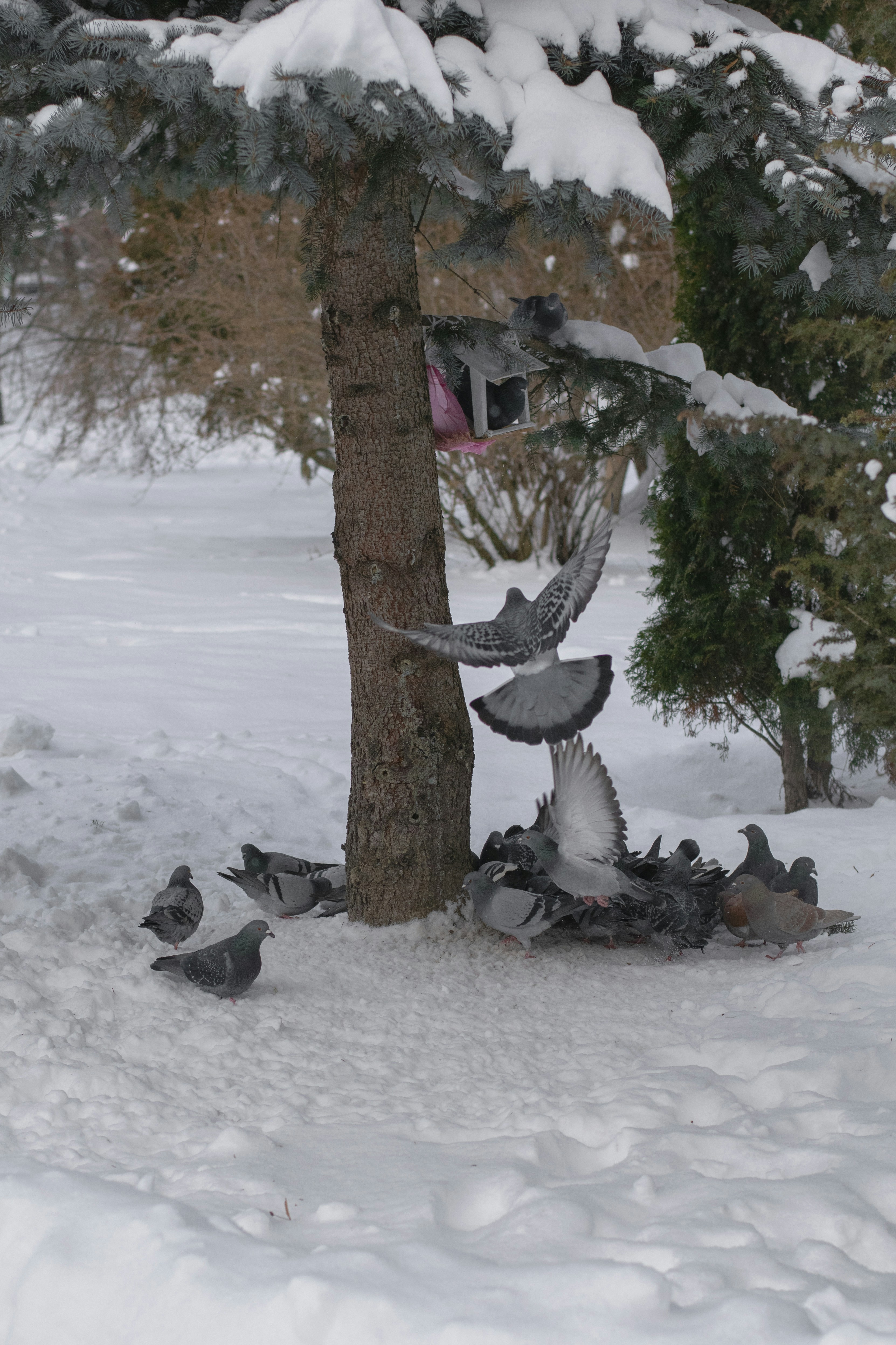 Pombos se alimentando no chão na neve.