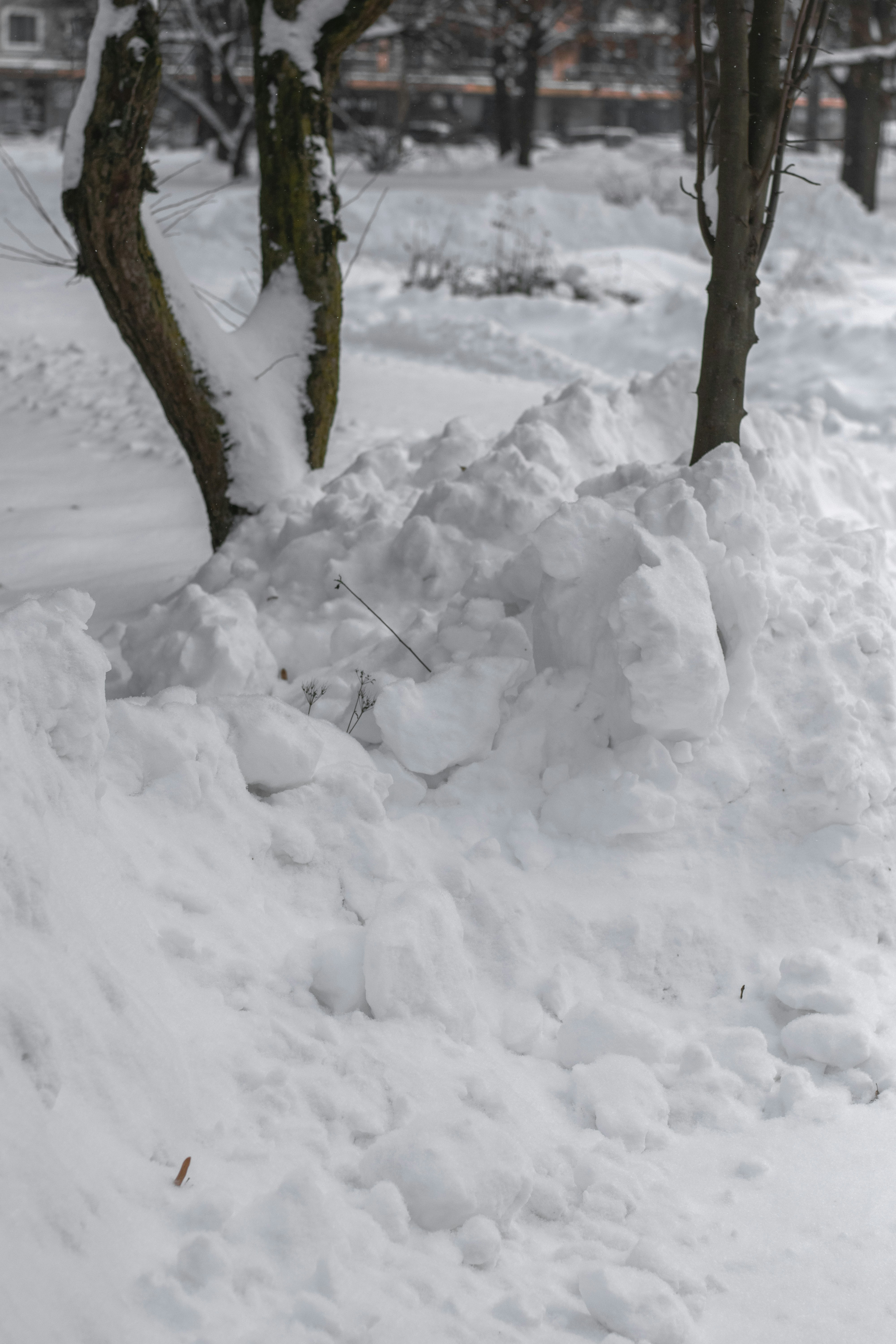 Solo coberto de neve com duas árvores