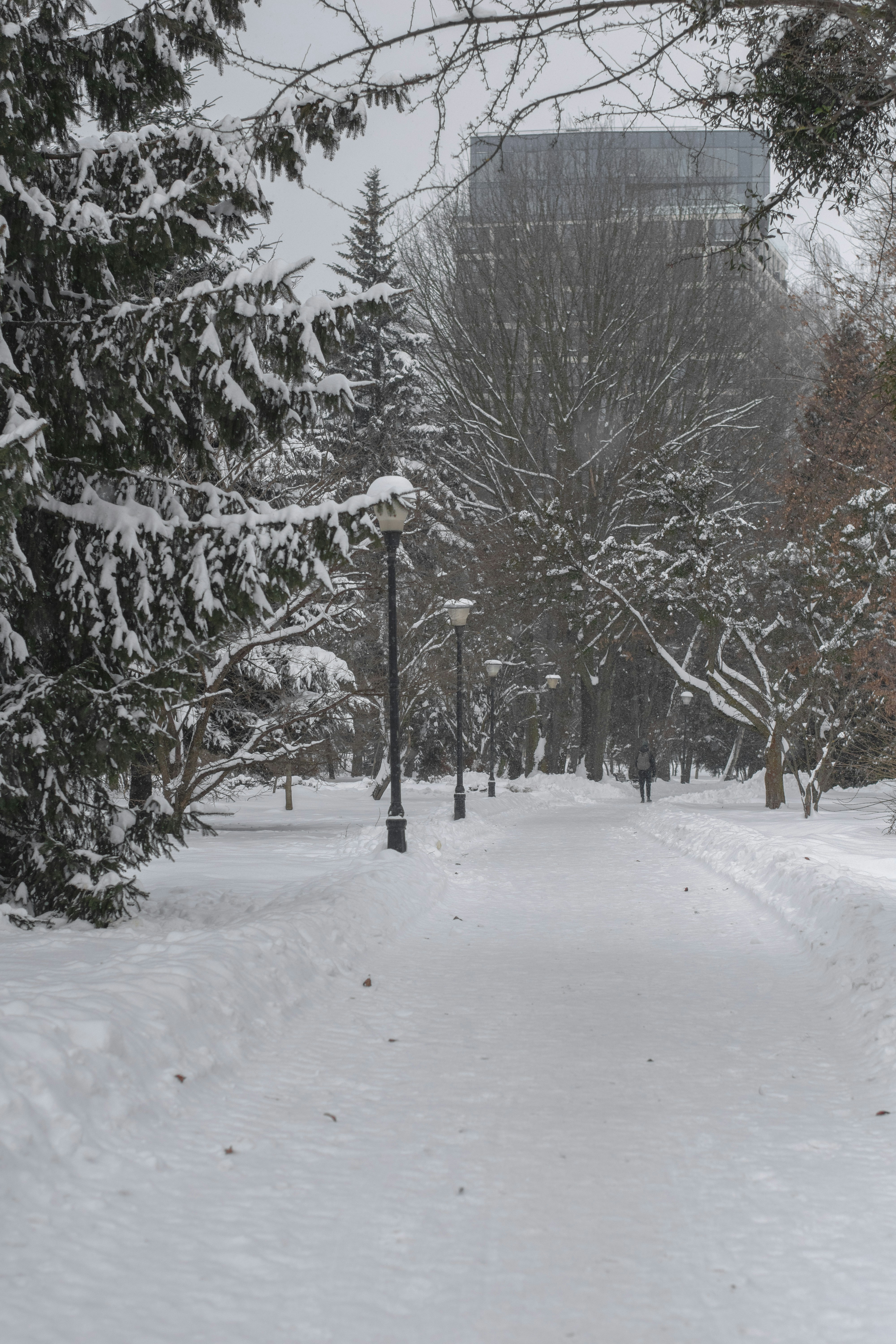 Caminho de parque coberto de neve com árvores e postes de luz