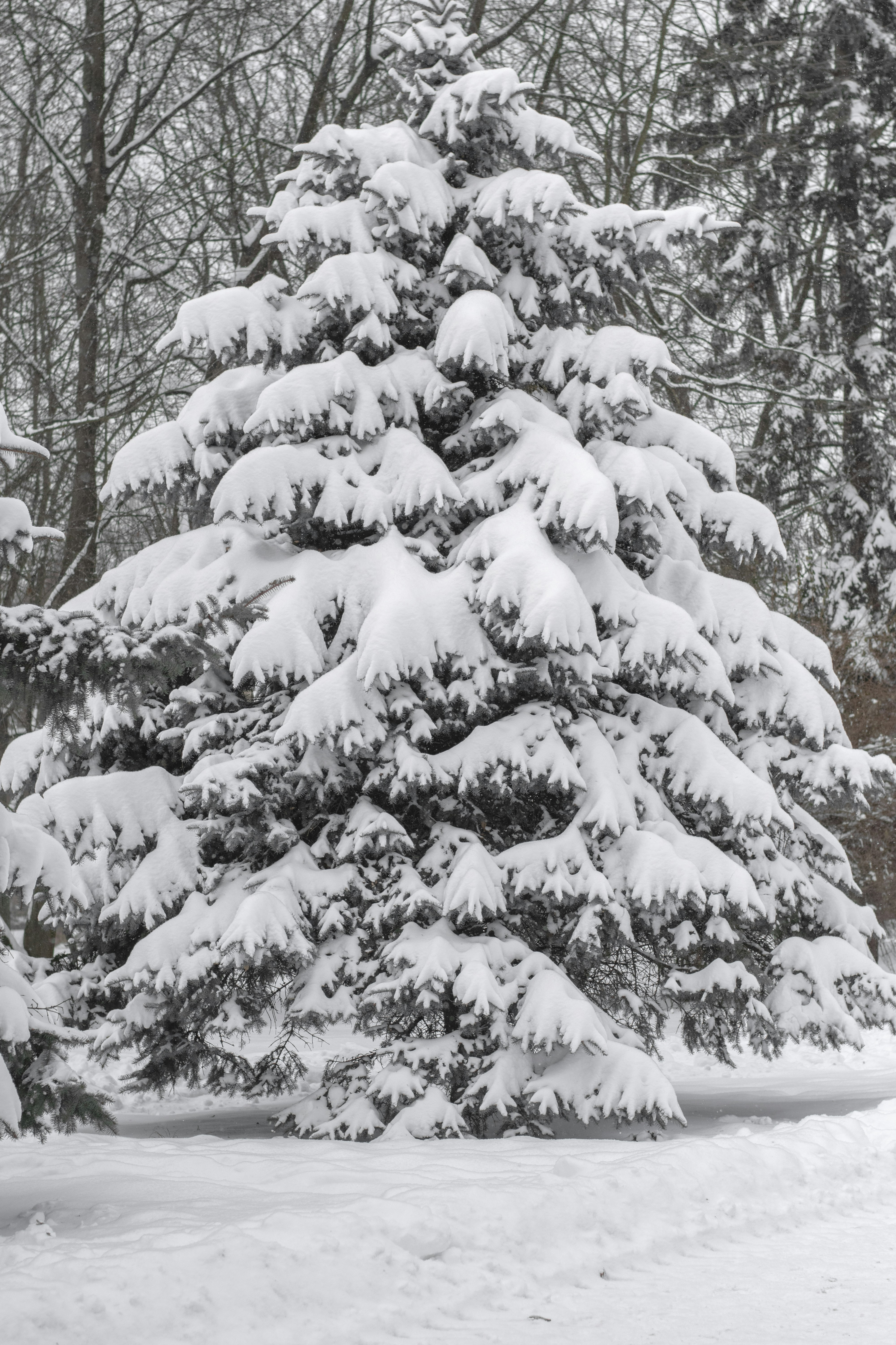 Uma árvore perene coberta de neve em uma floresta de inverno