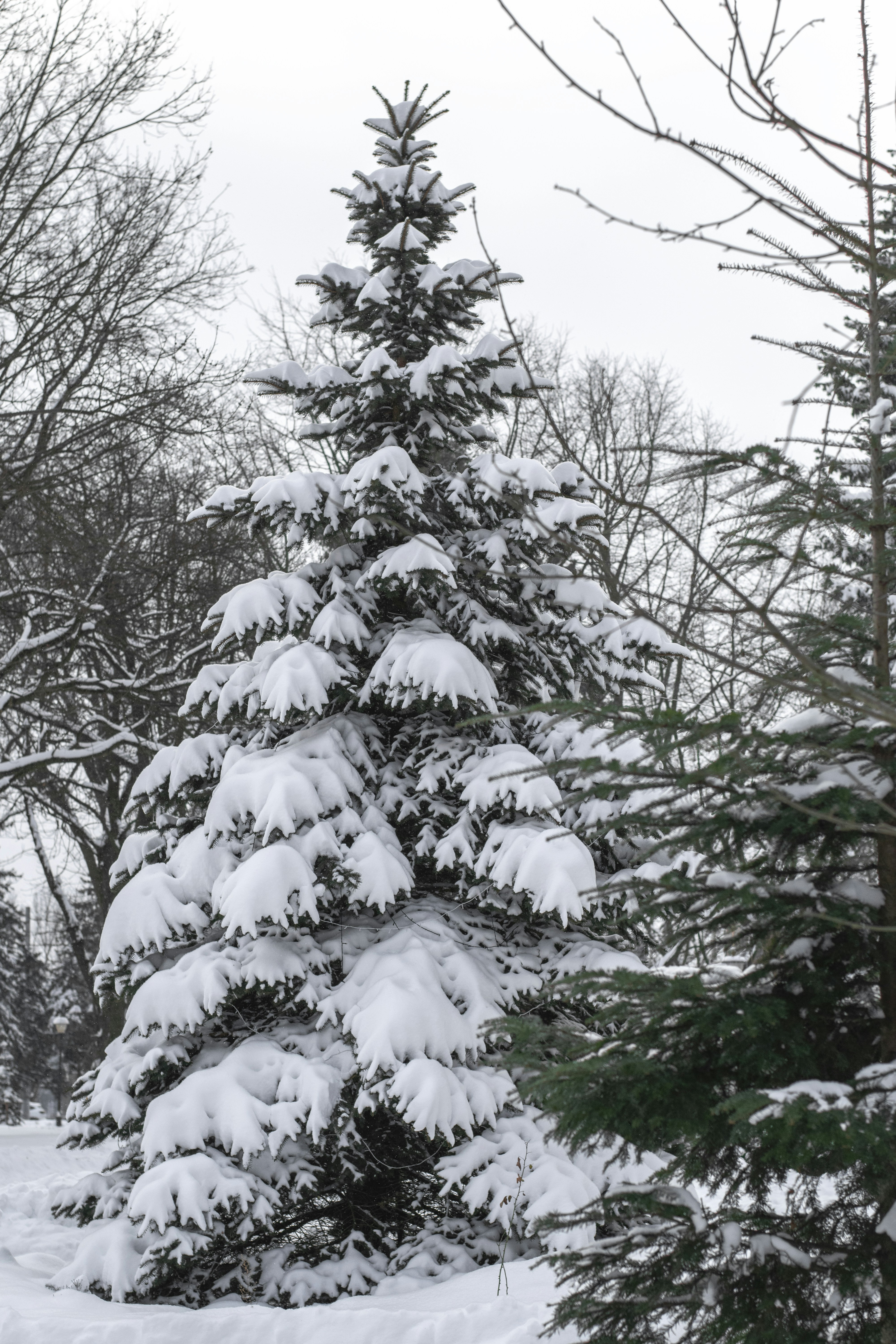 Árvore perene coberta de neve em uma floresta de inverno