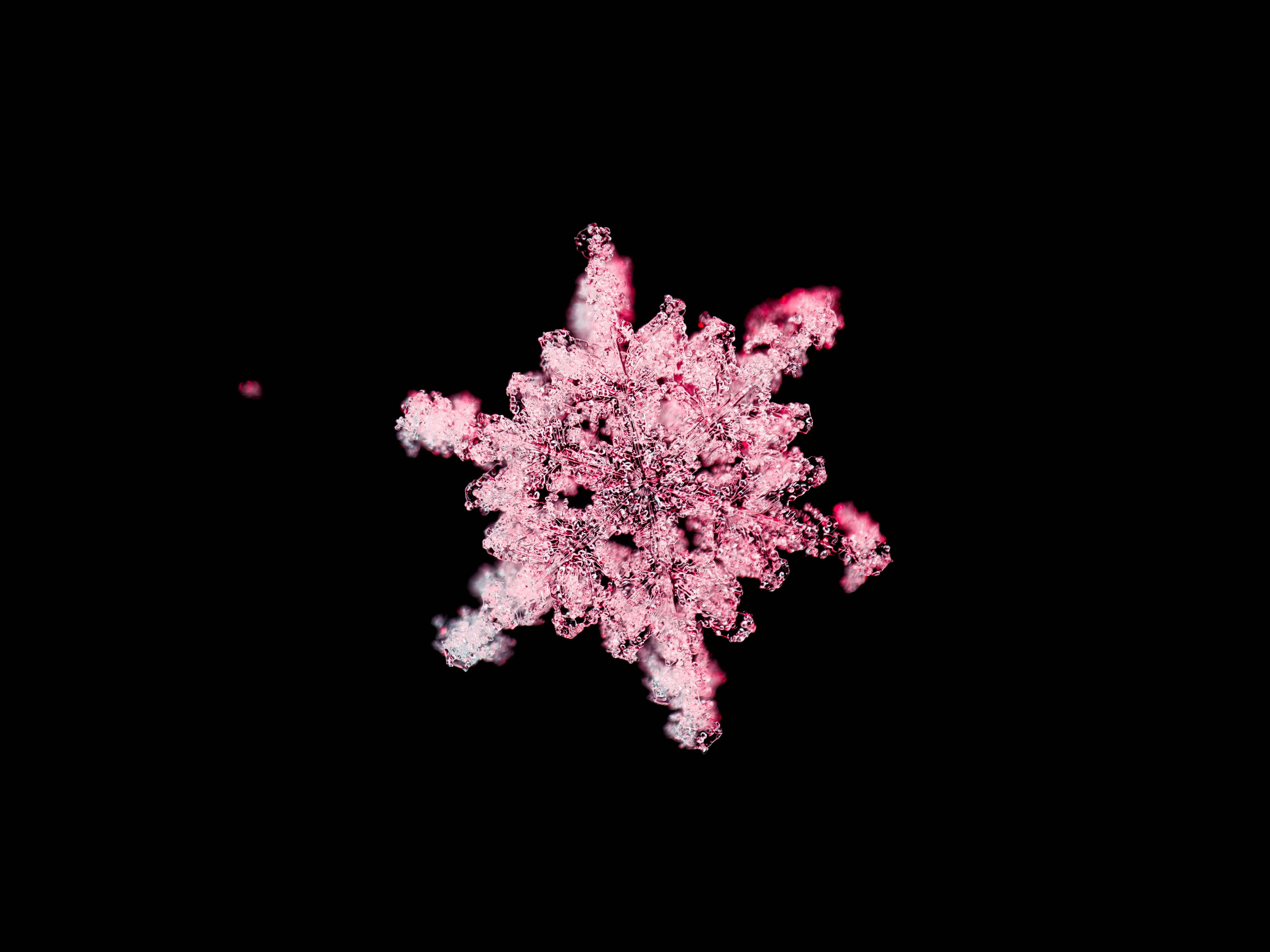A pink snowflake against a black background