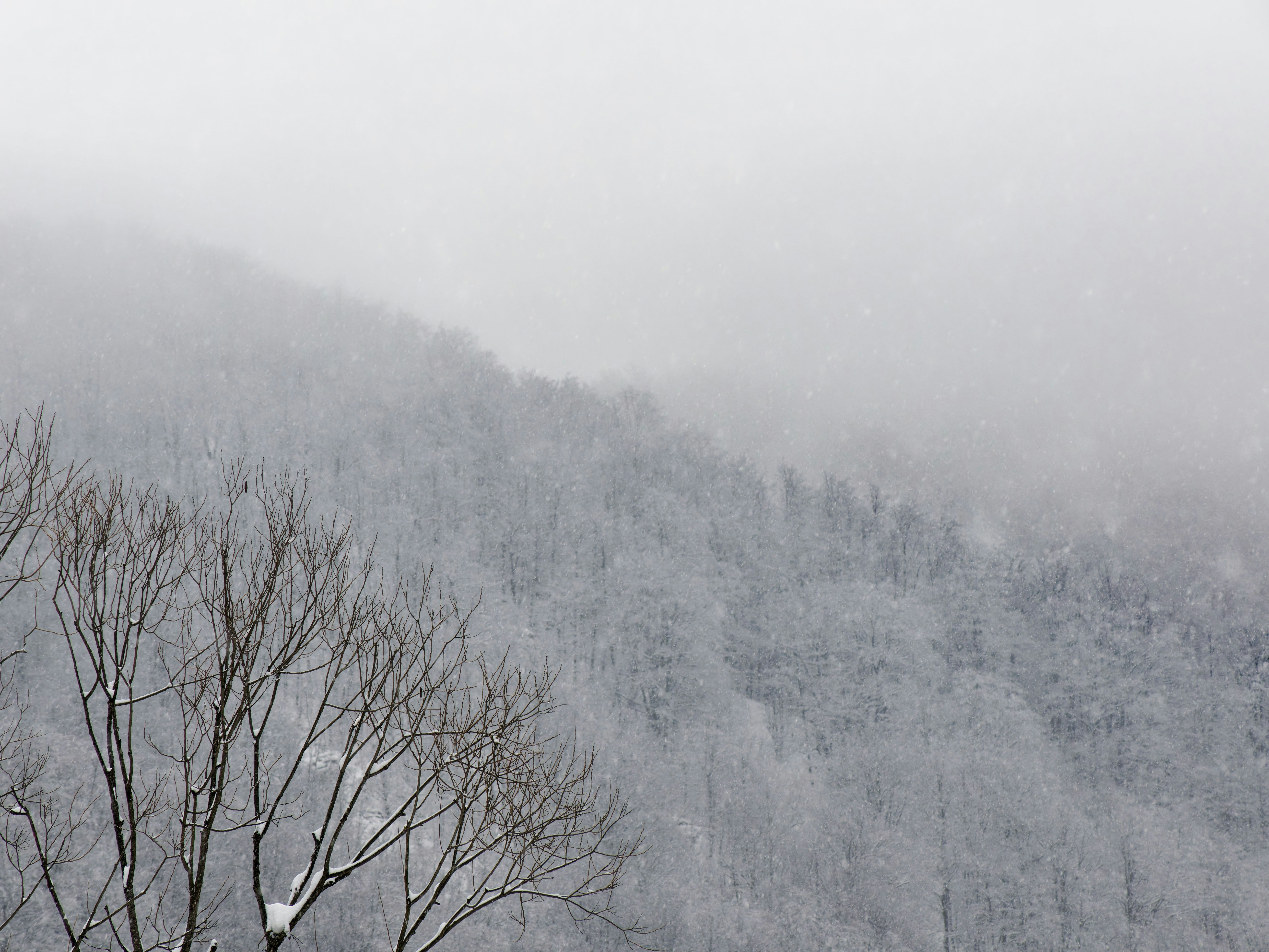 Snowy forest landscape with bare trees in foreground.