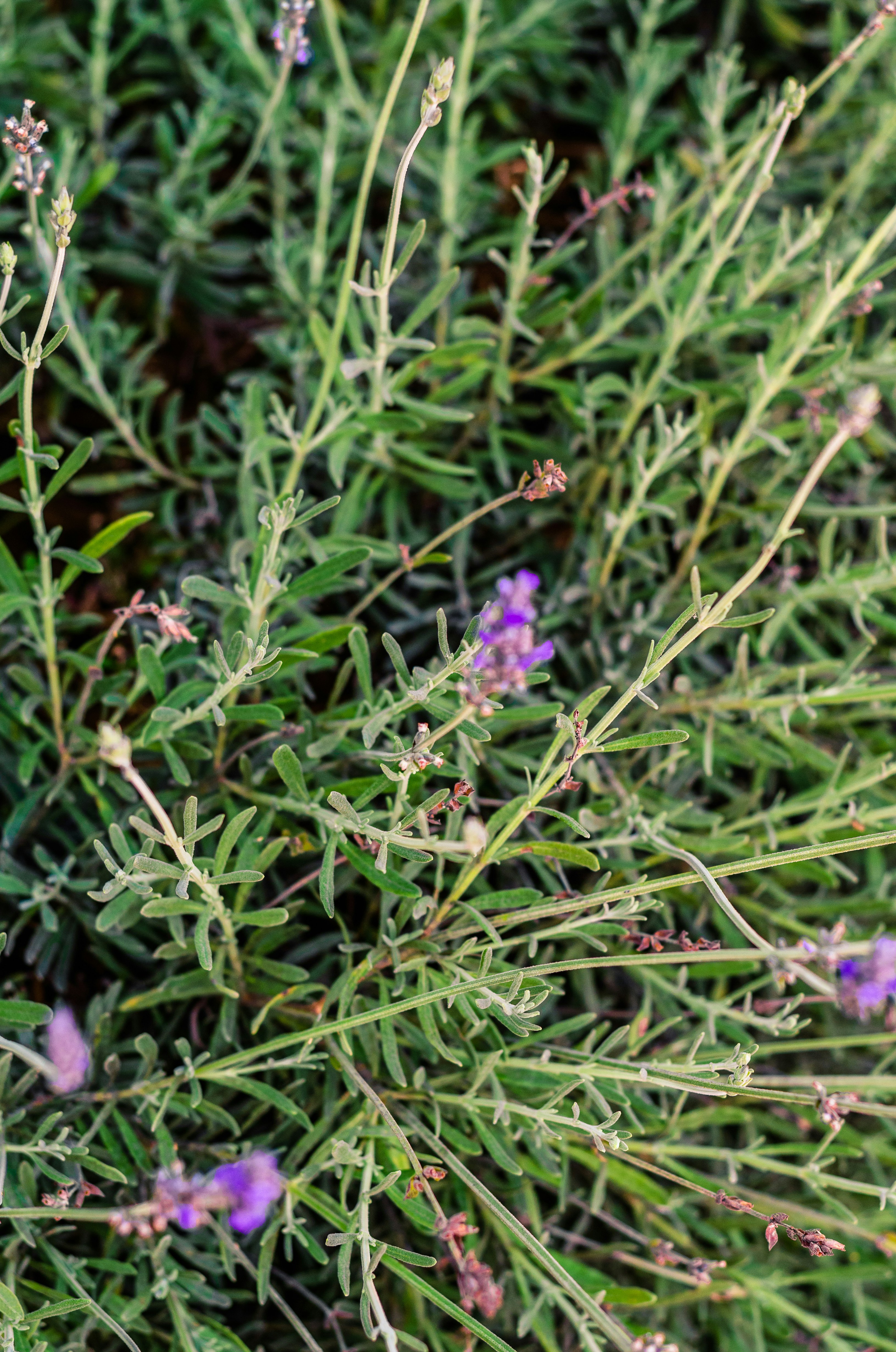 Close-up of lavender plants with small purple flowers.