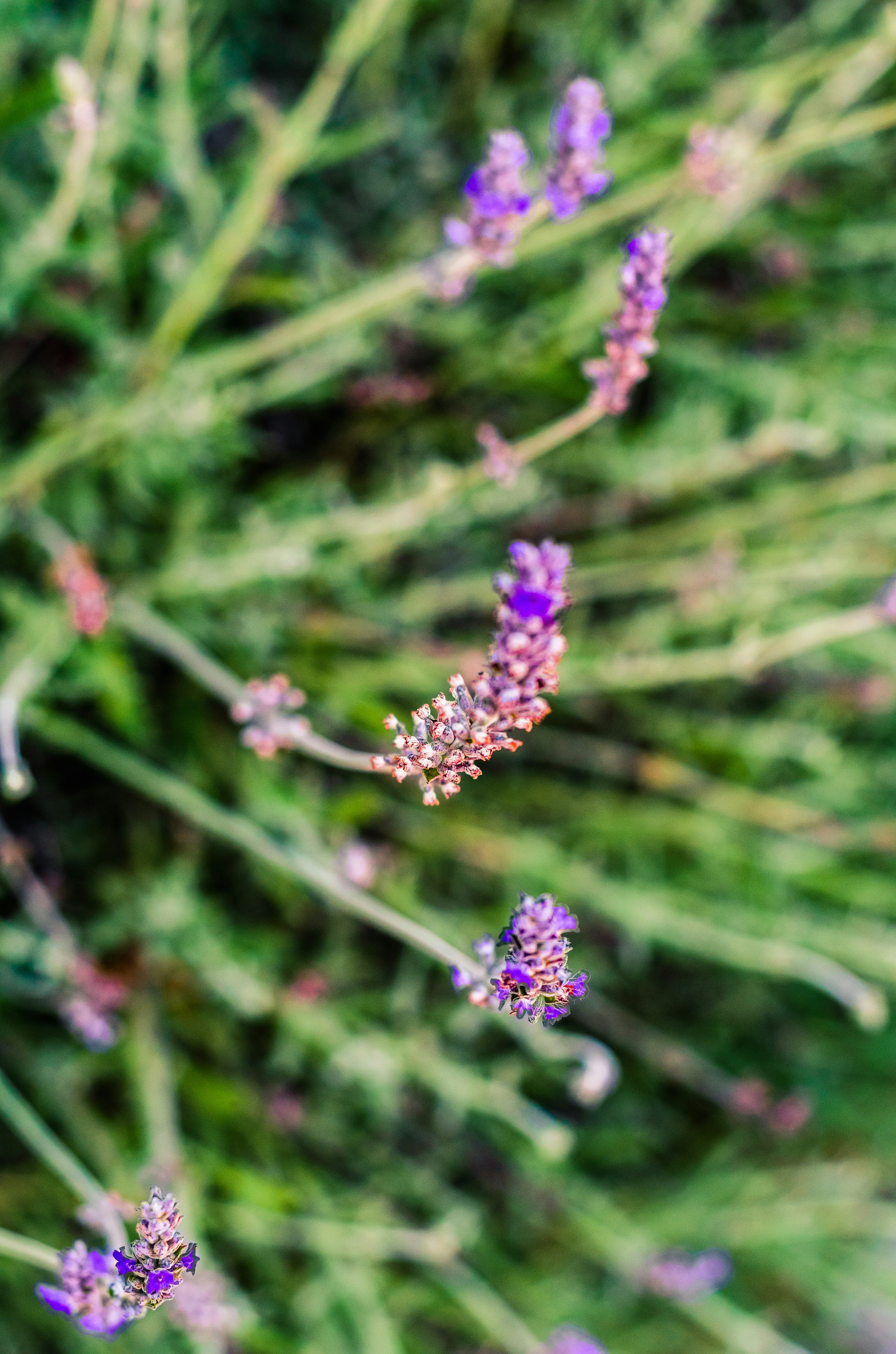 Close-up of purple lavender flowers with green stems.
