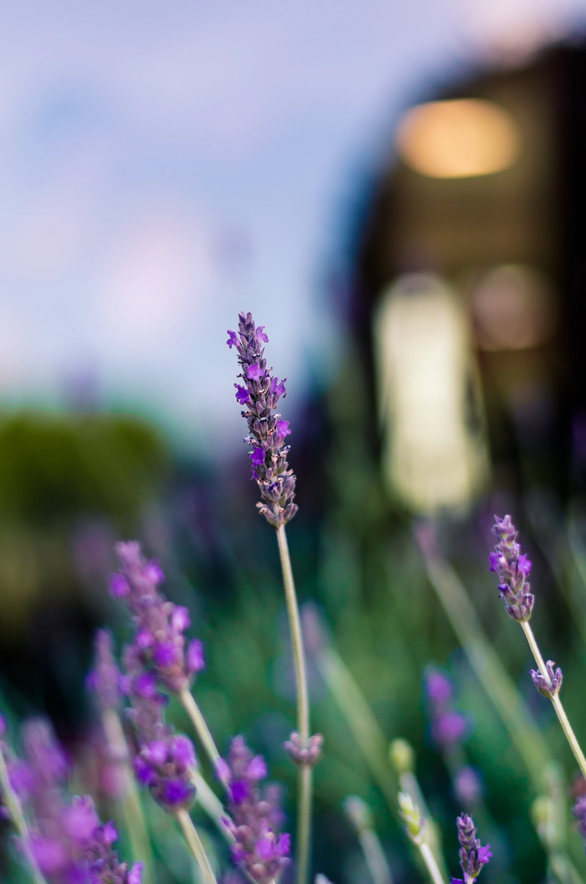 Campo de lavanda en flor bajo luz natural
