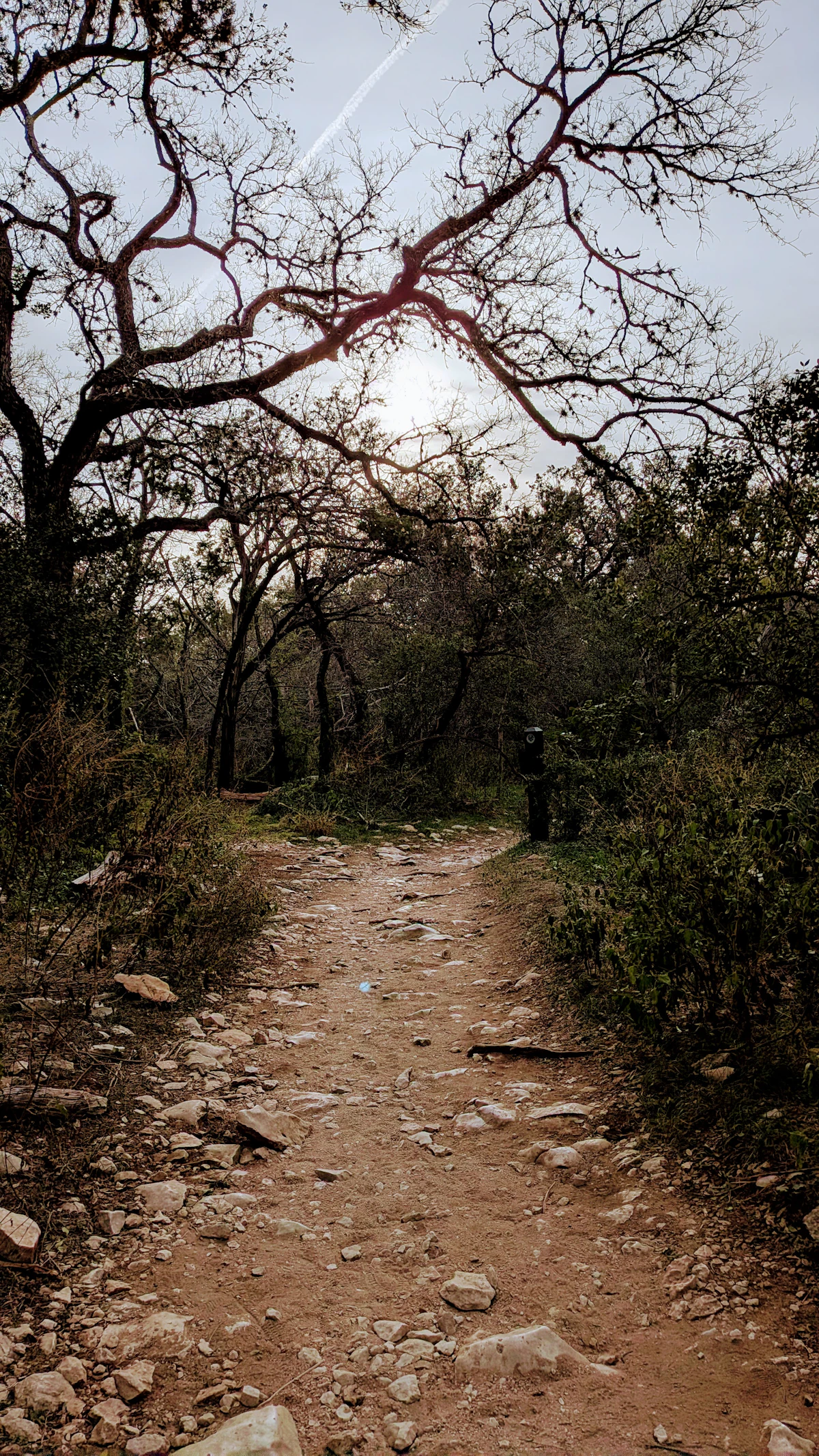 A rocky dirt path under bare trees and green brush in a nature preserve in Austin, Texas