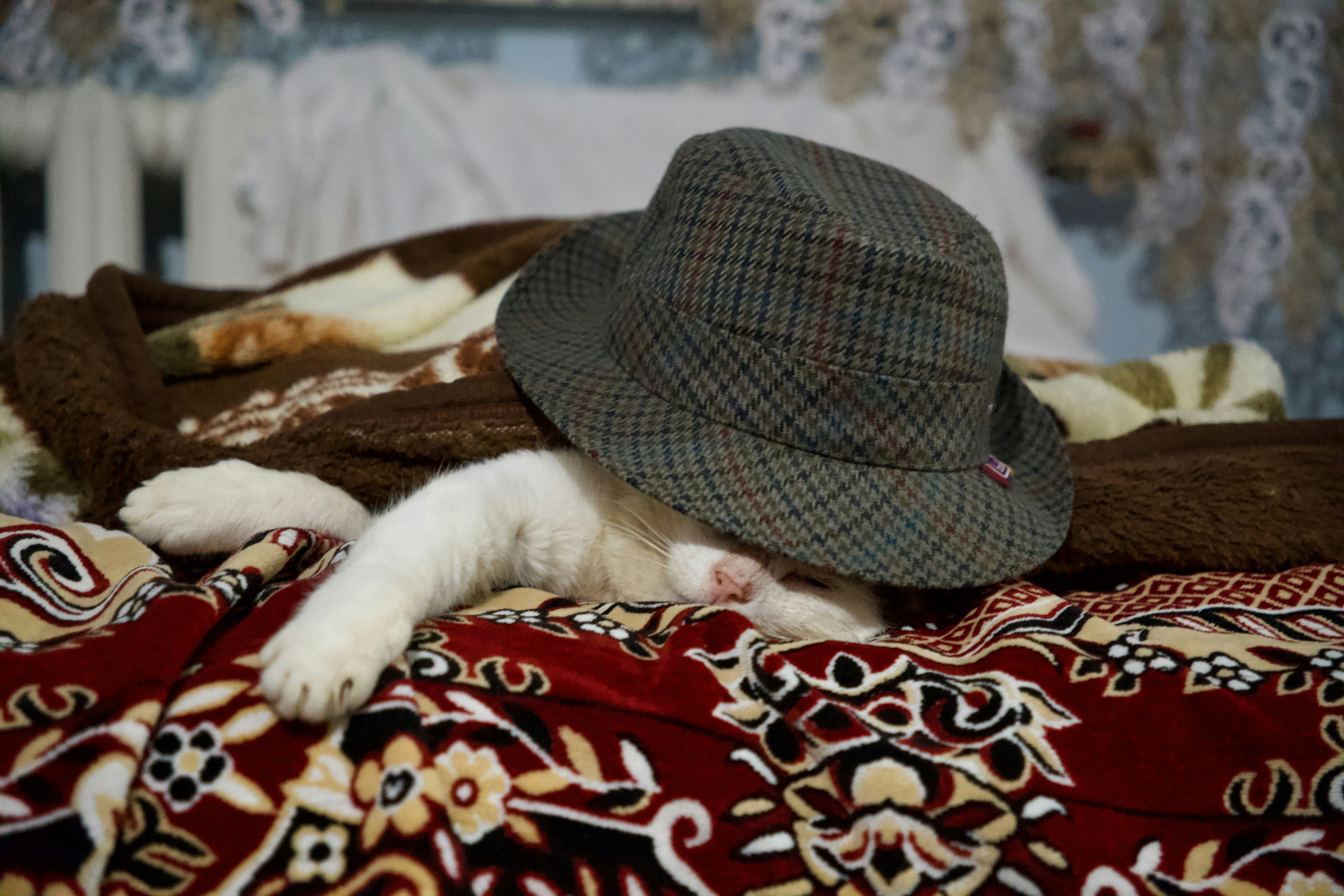 Cat in the Hat Birthday Wishes That Melt Hearts Share Now