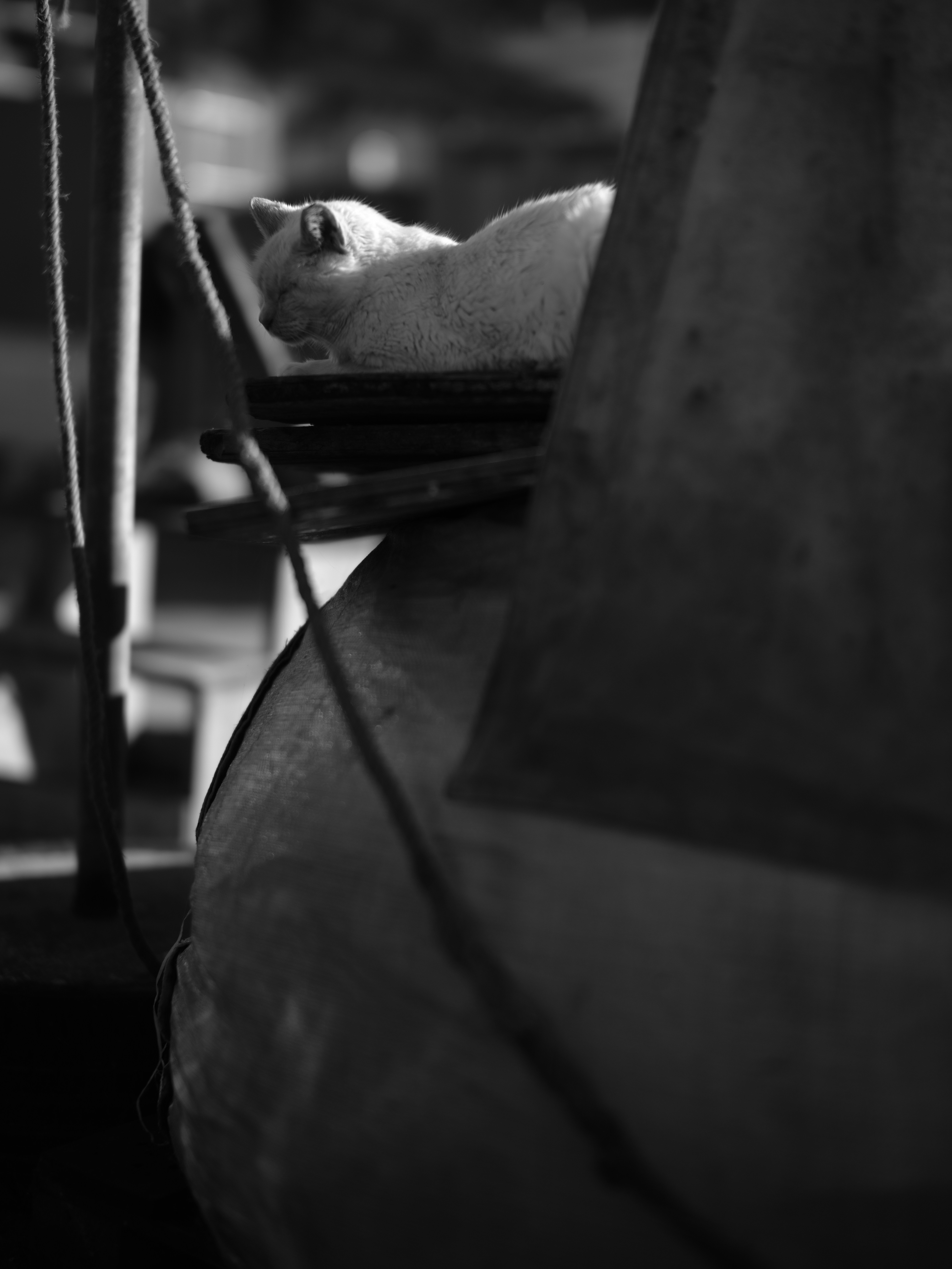 Photo by samueljeronimo