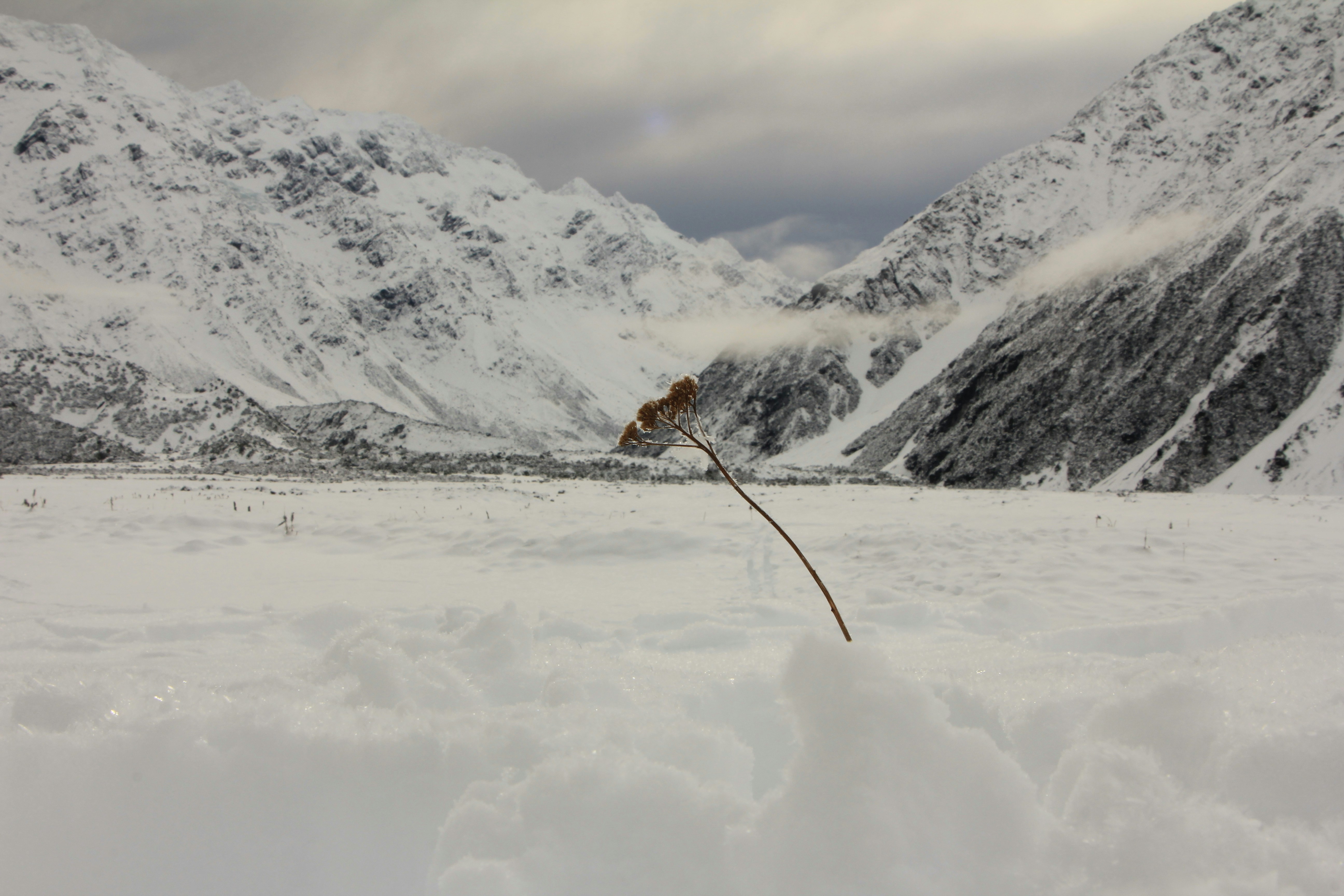 Snowy mountain range with a single branch.