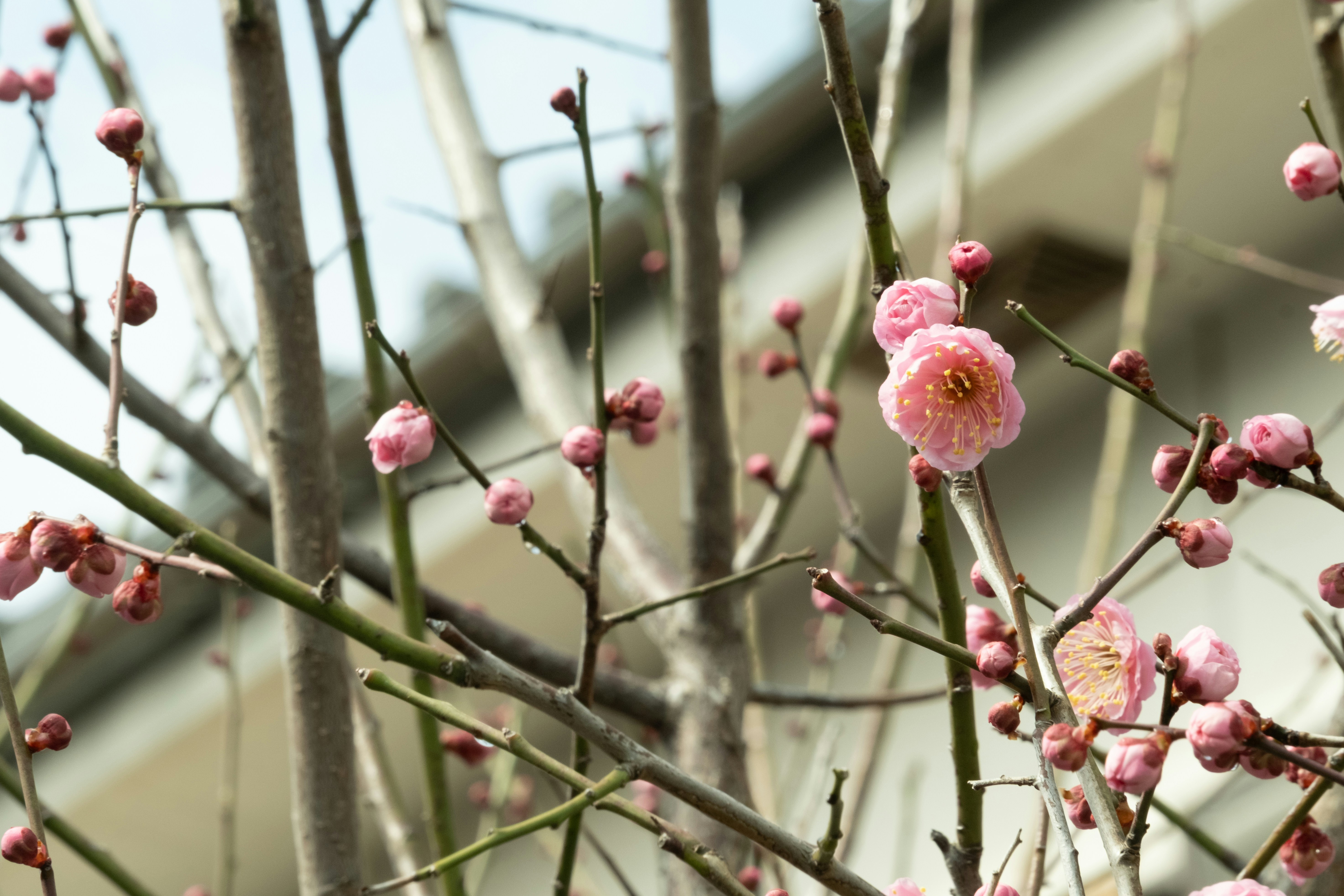 Delicate pink cherry blossoms bloom on bare branches.