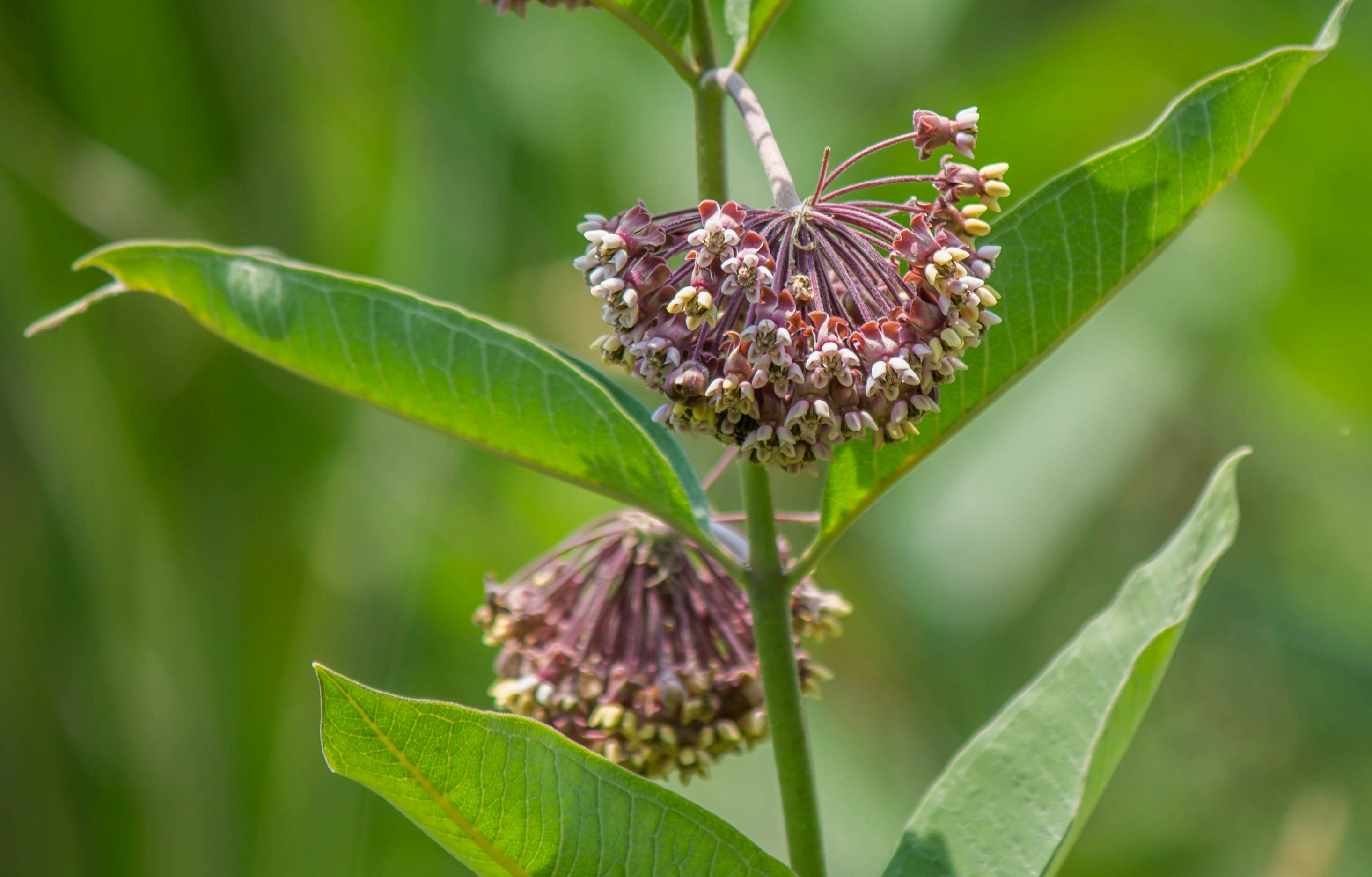 Photo by jimmypaxson