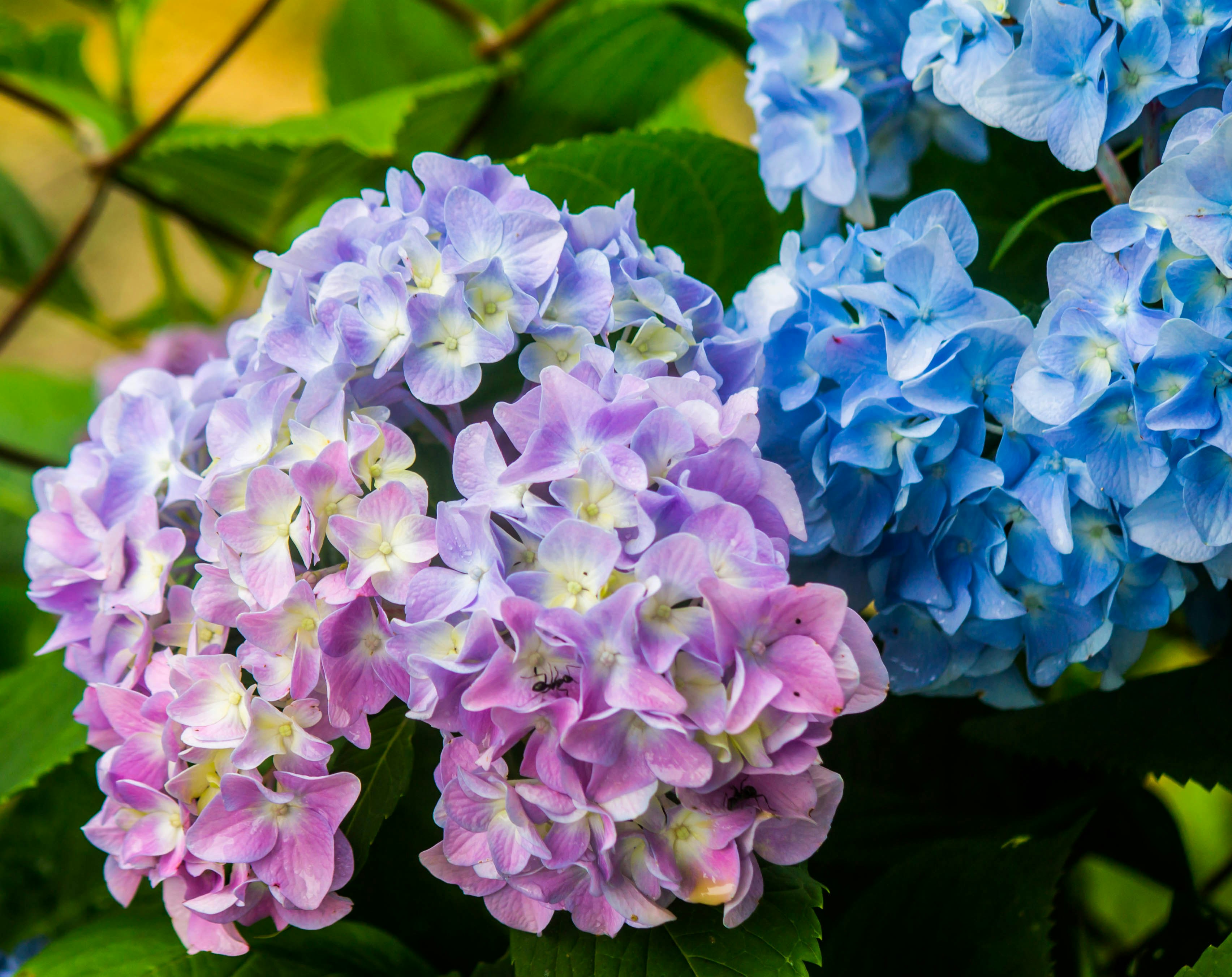 Photo by jimmypaxson