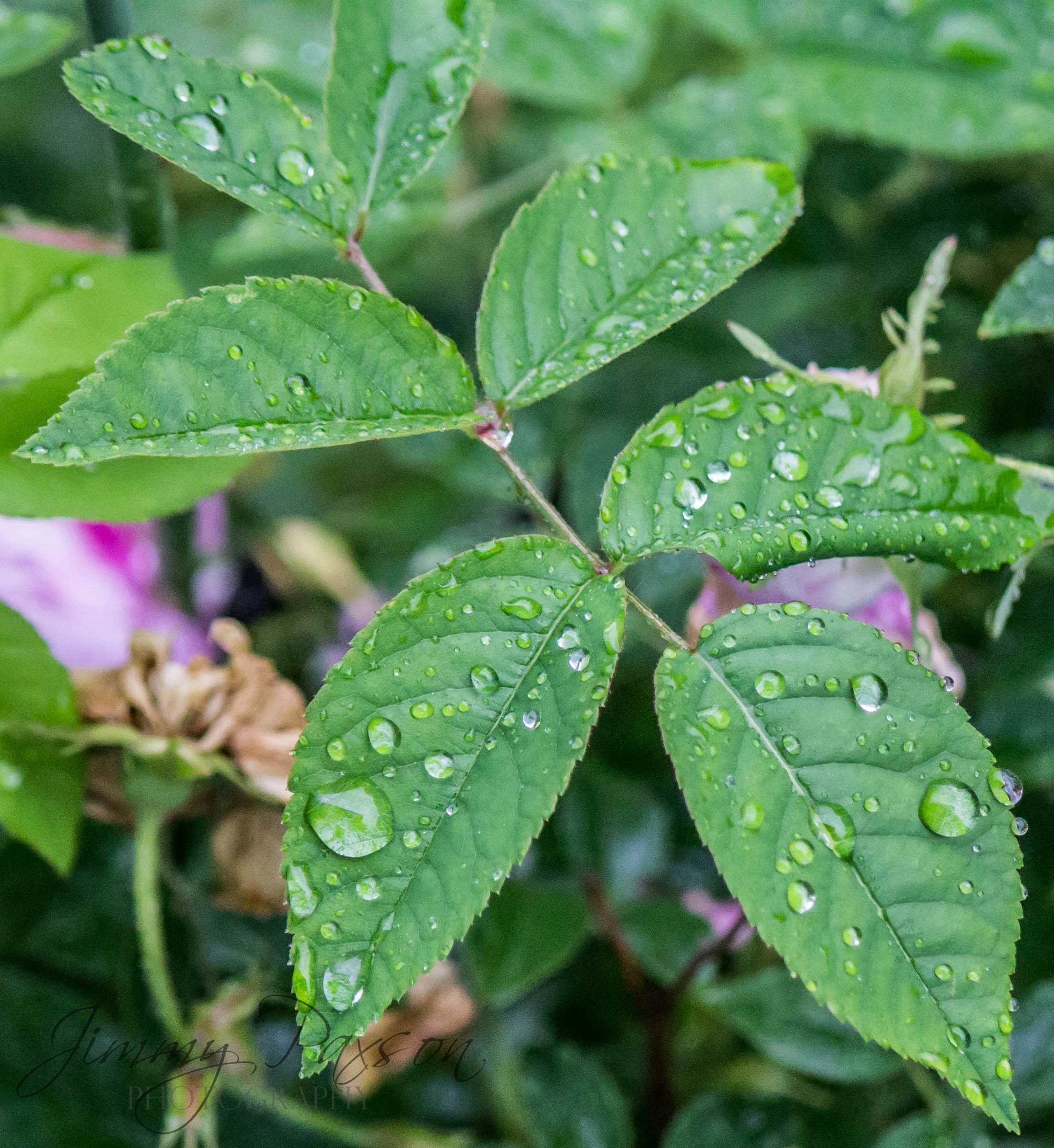 Photo by jimmypaxson