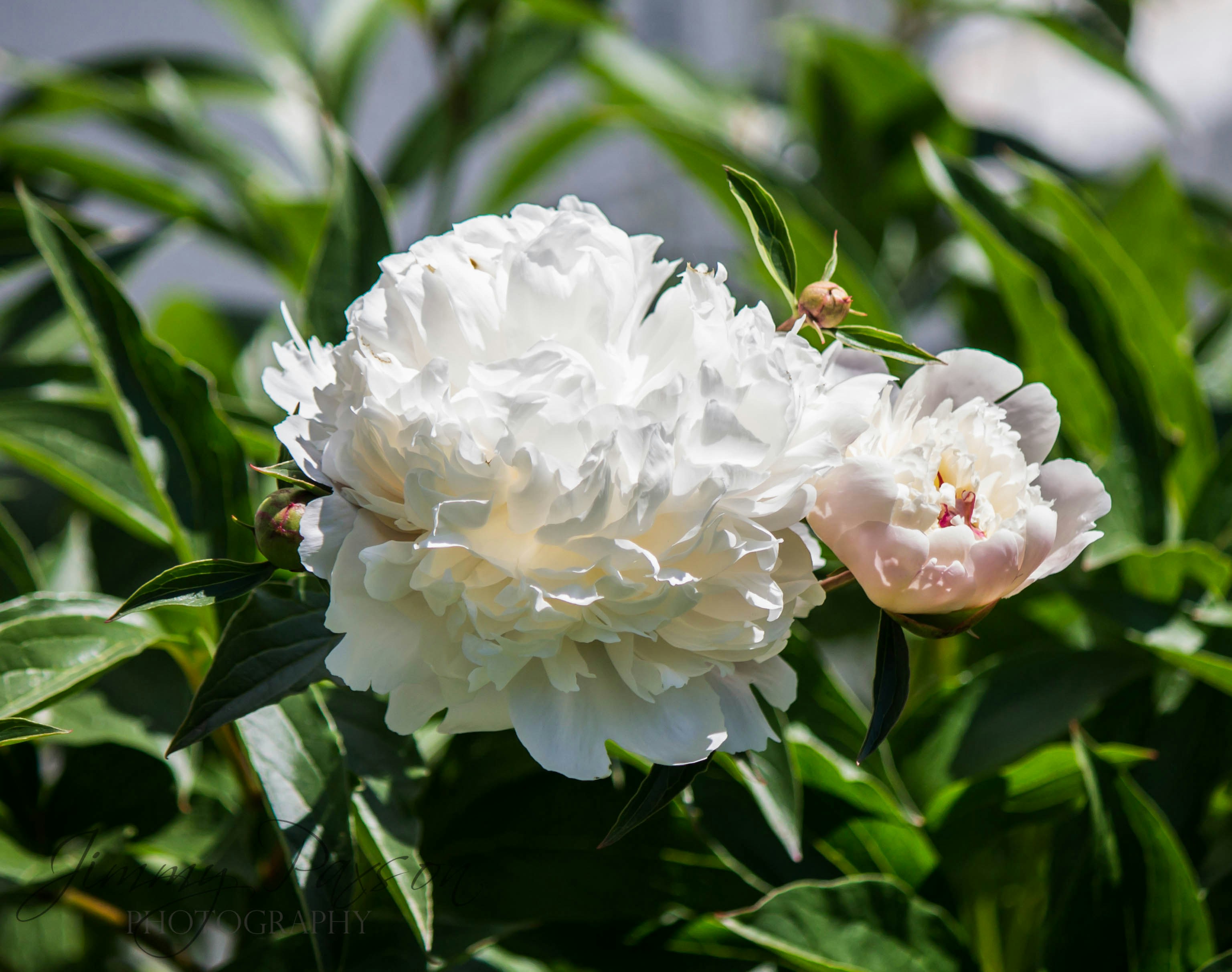 Photo by jimmypaxson