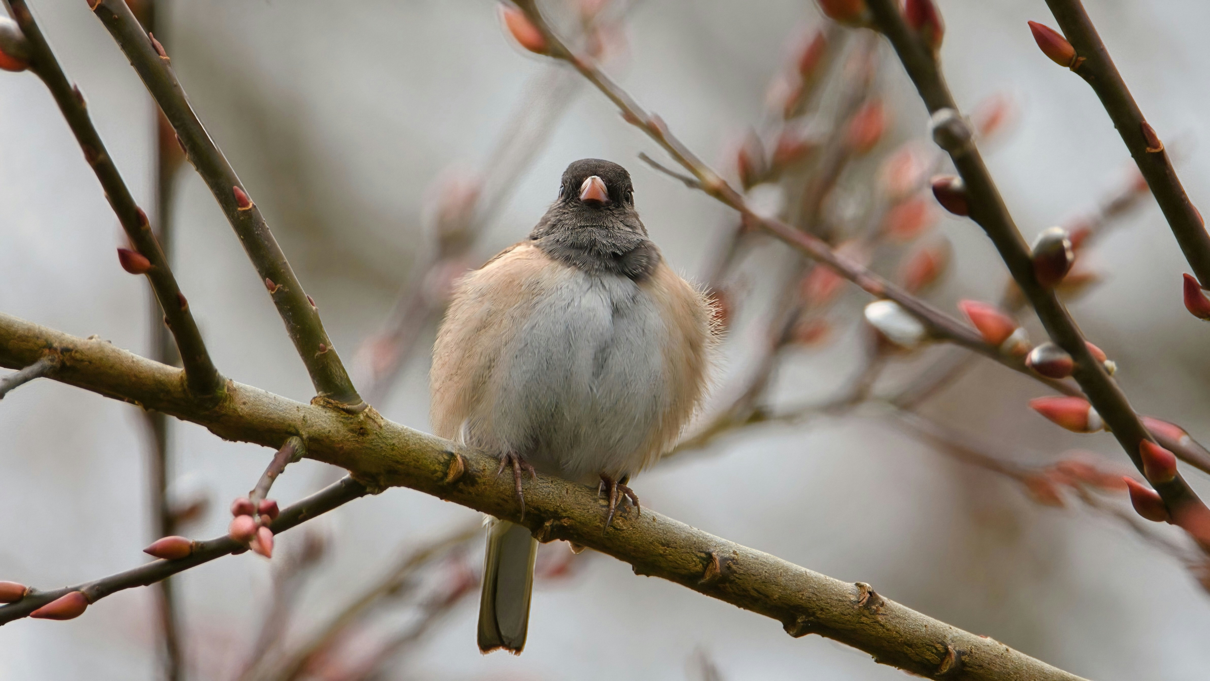 Ein Vogel sitzt auf einem Ast mit Knospen.