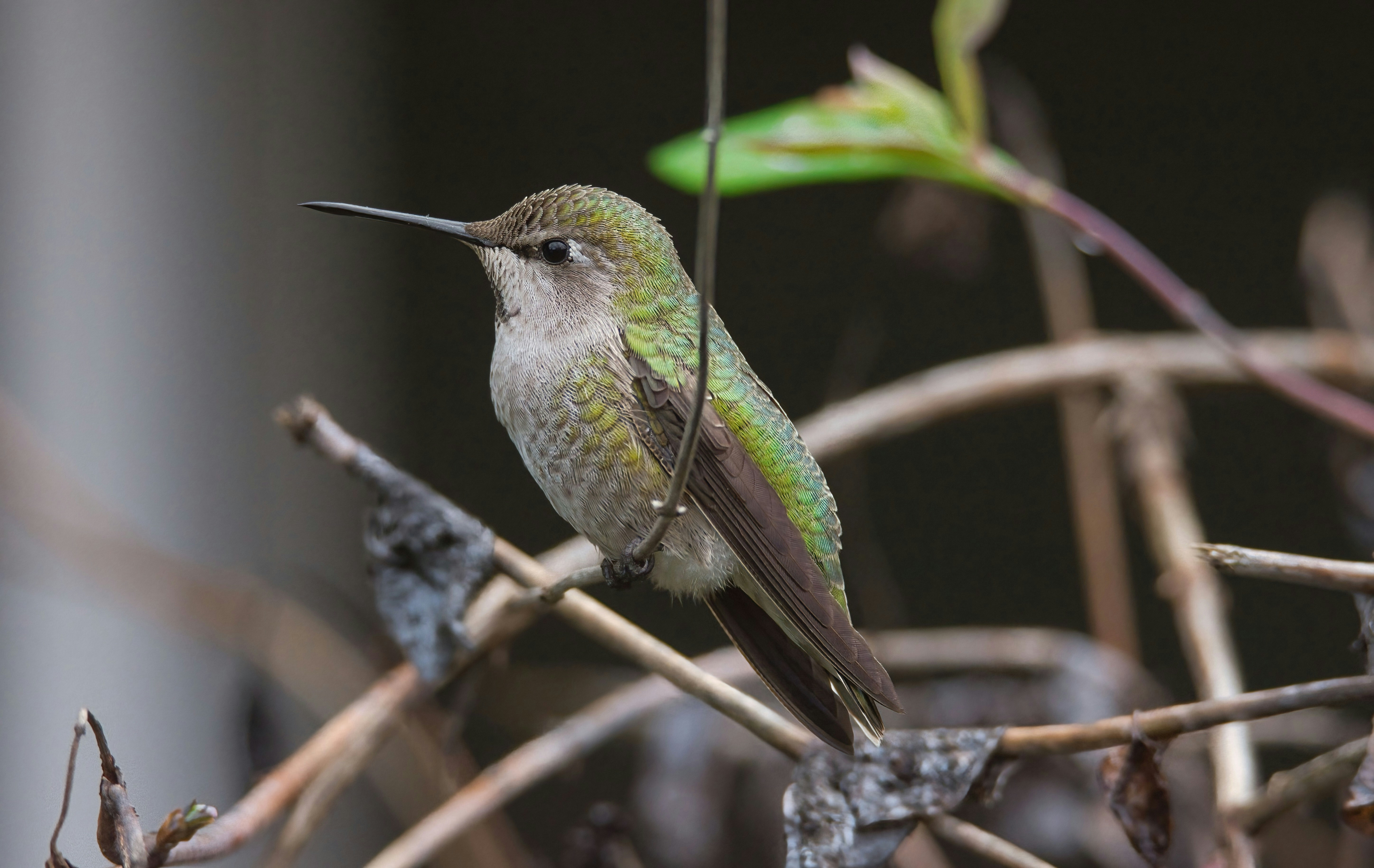 Ein Kolibris ruht auf einem dünnen Ast.