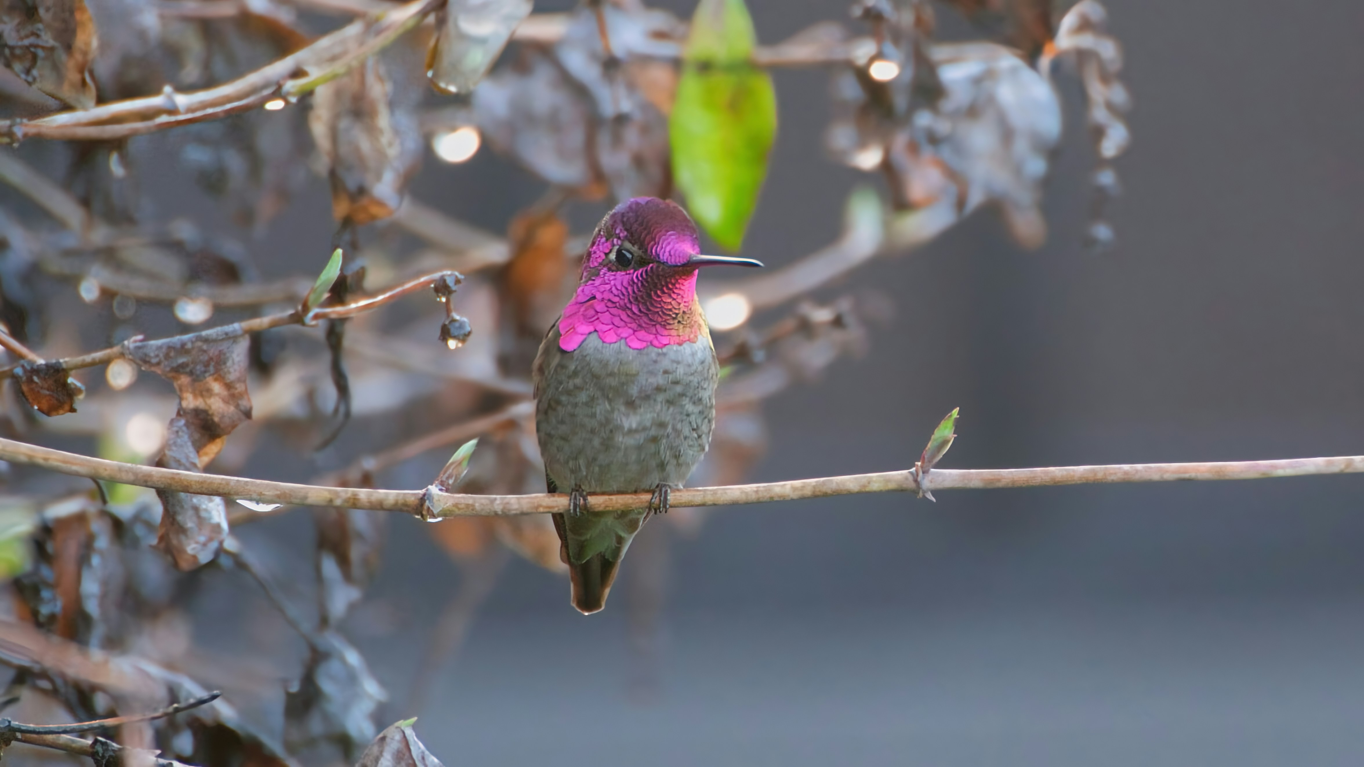 Ein Kolibris mit irisierenden violetten und grünen Federn.