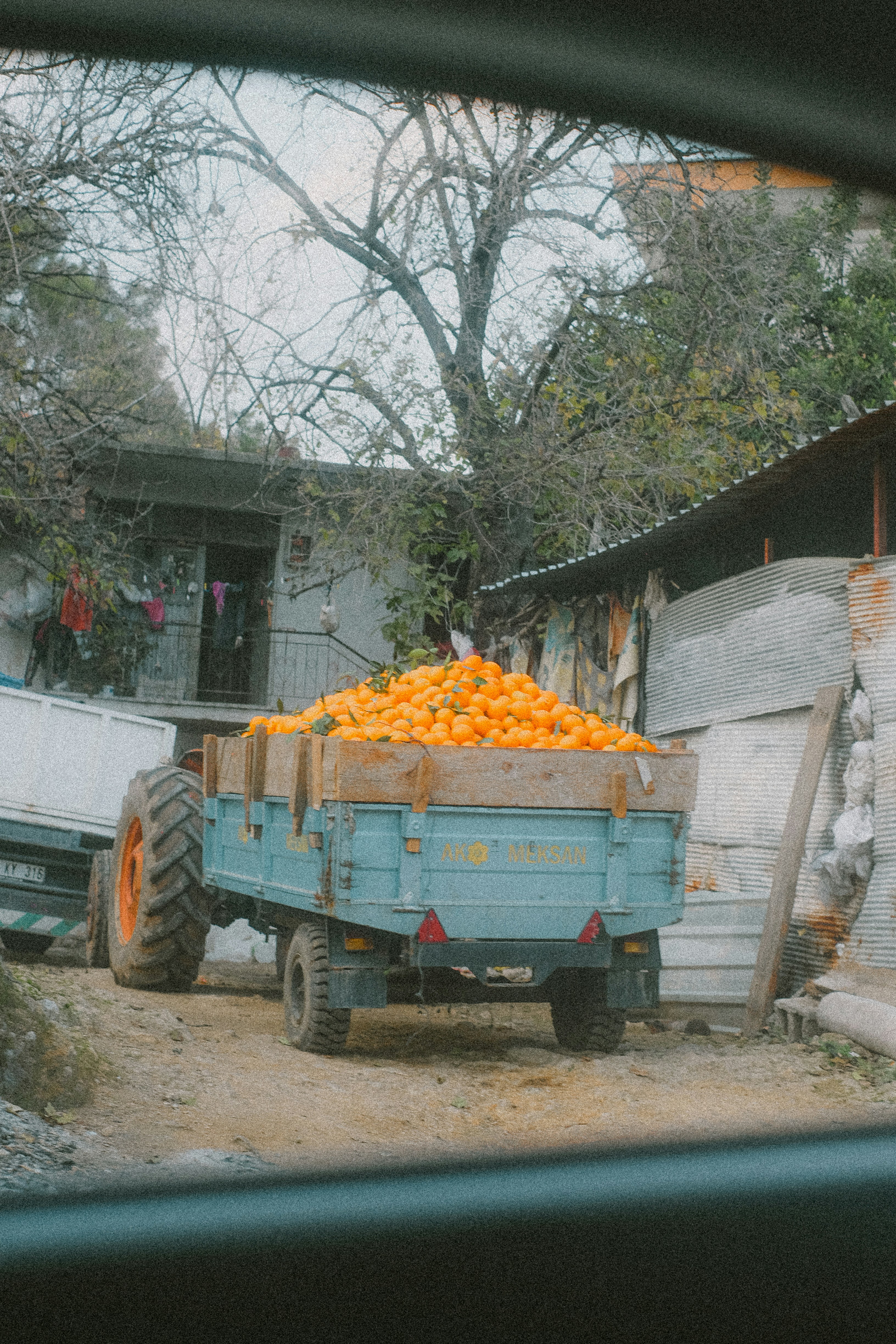 Tractor trailer filled with pumpkins at a rural farm.