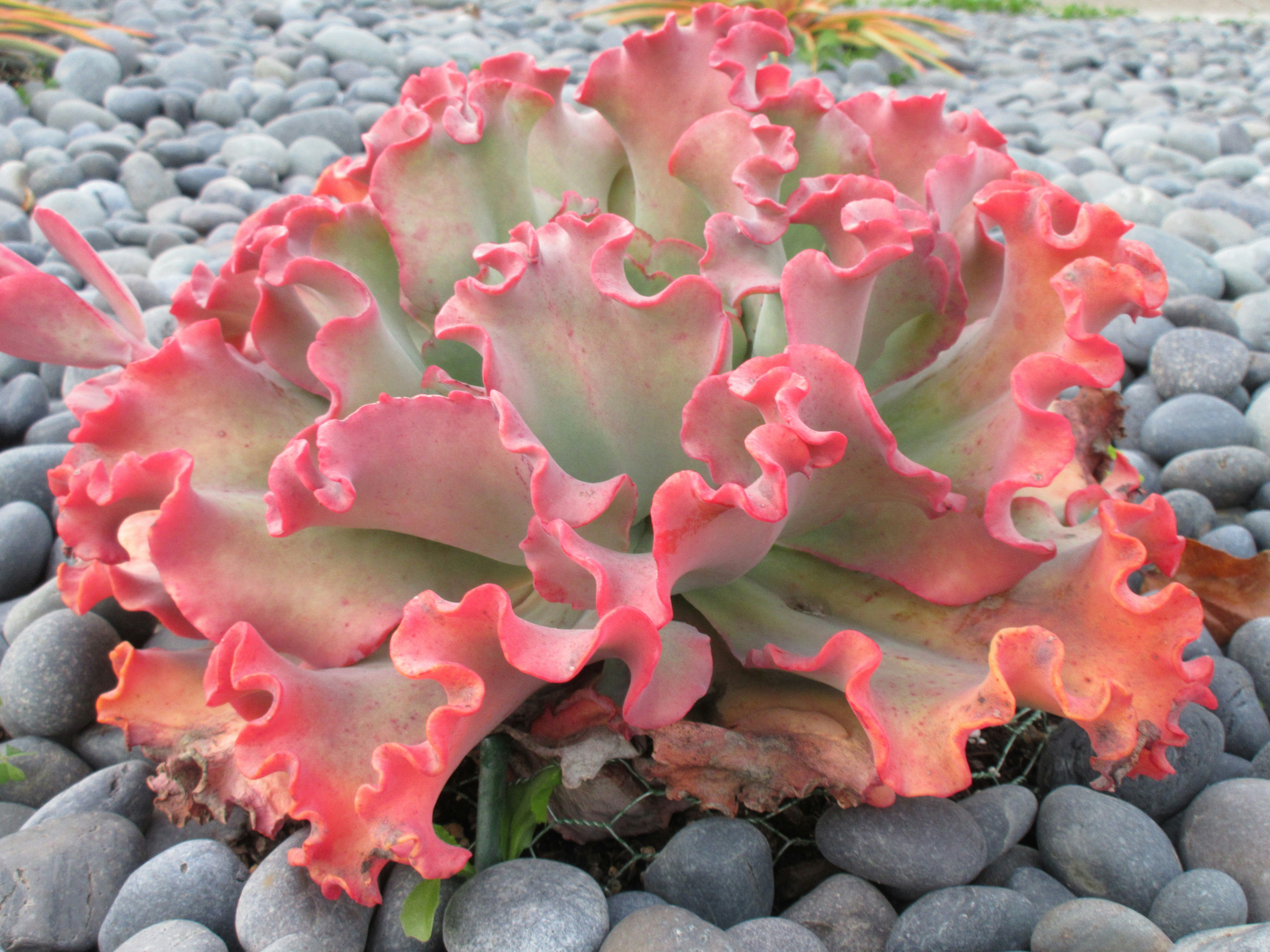 Close up of succulents.