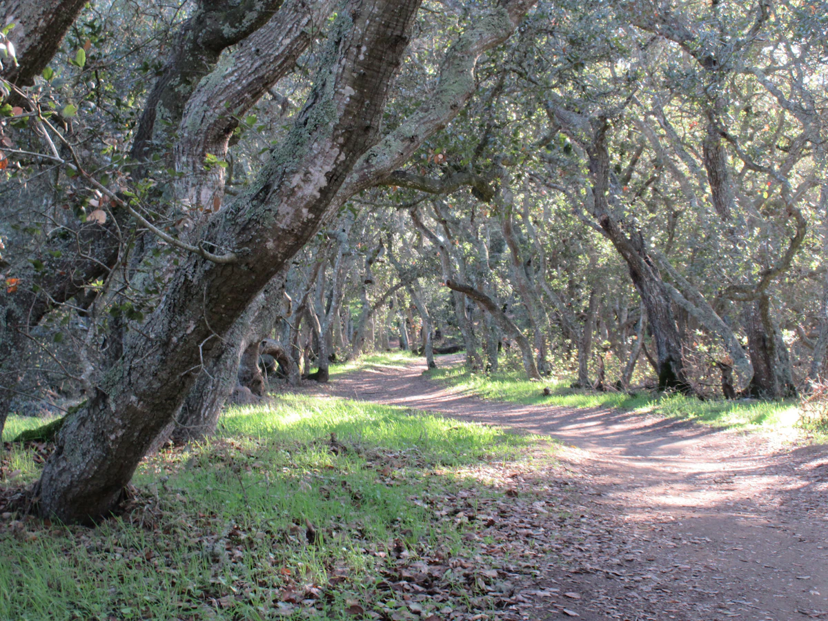 Walking trail under live oak trees