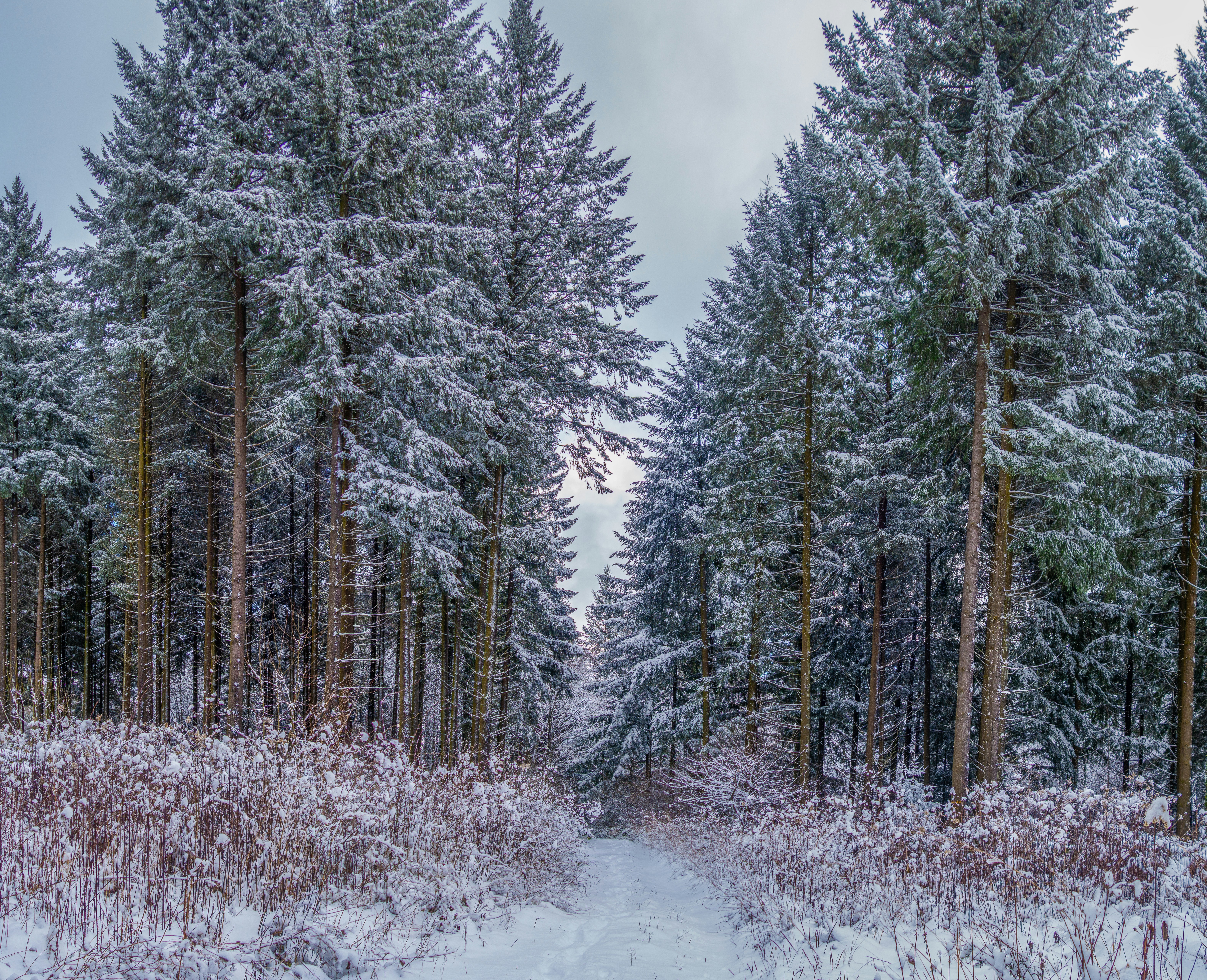 Snowy forest path between tall evergreen trees