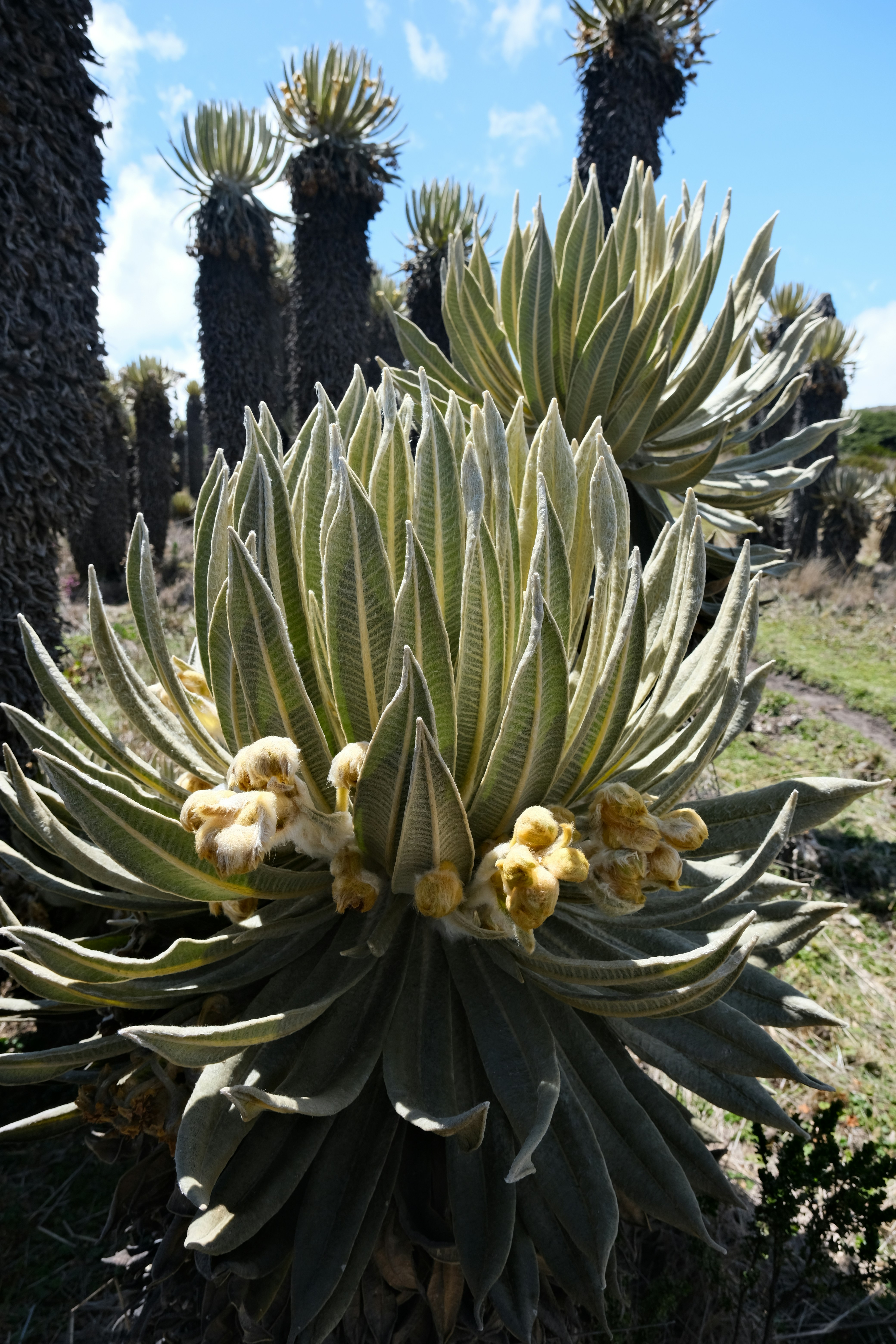 Piante giganti da fiore con boccioli gialli e soffice.
