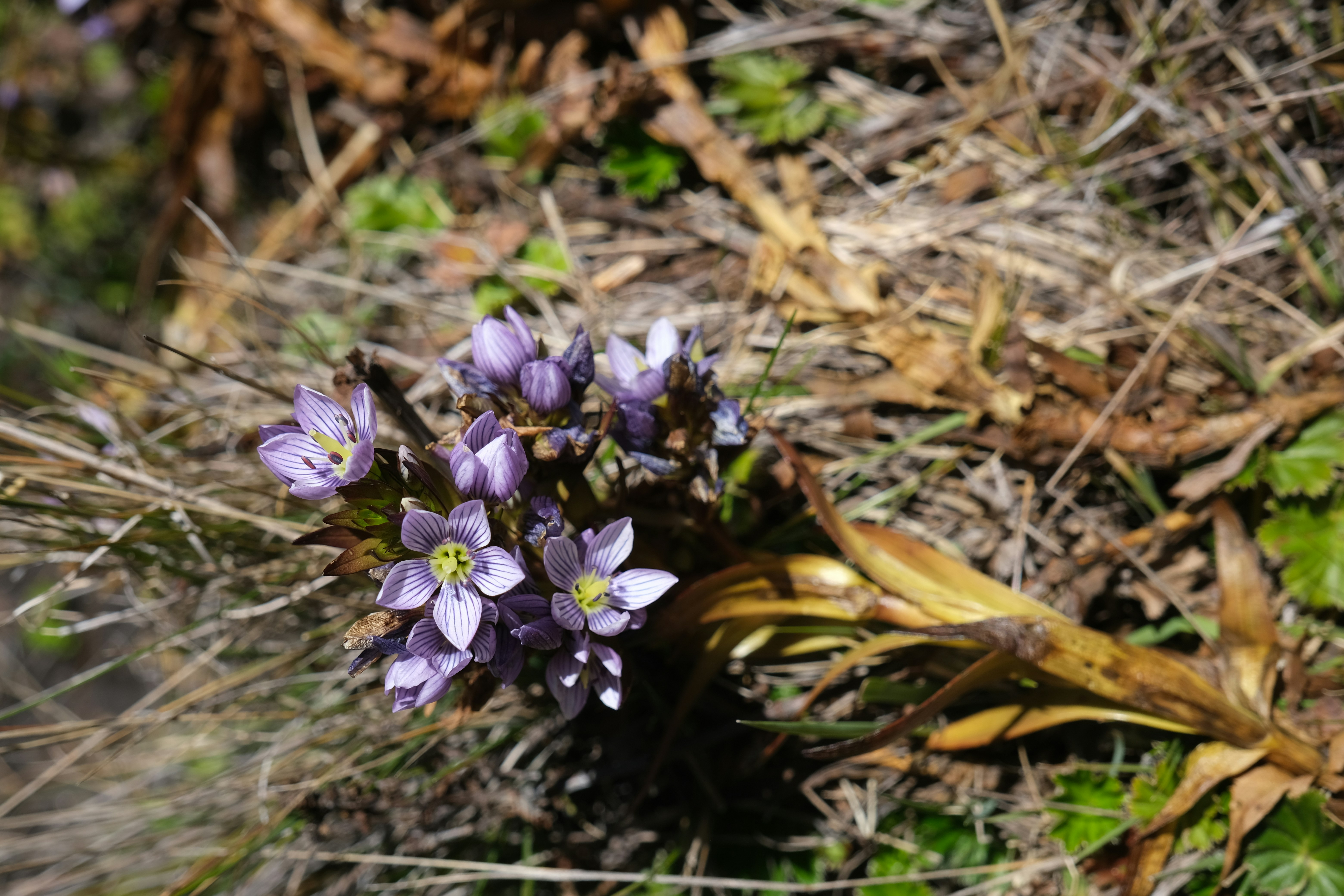 Delicati fiori viola sbocciano tra l'erba secca.