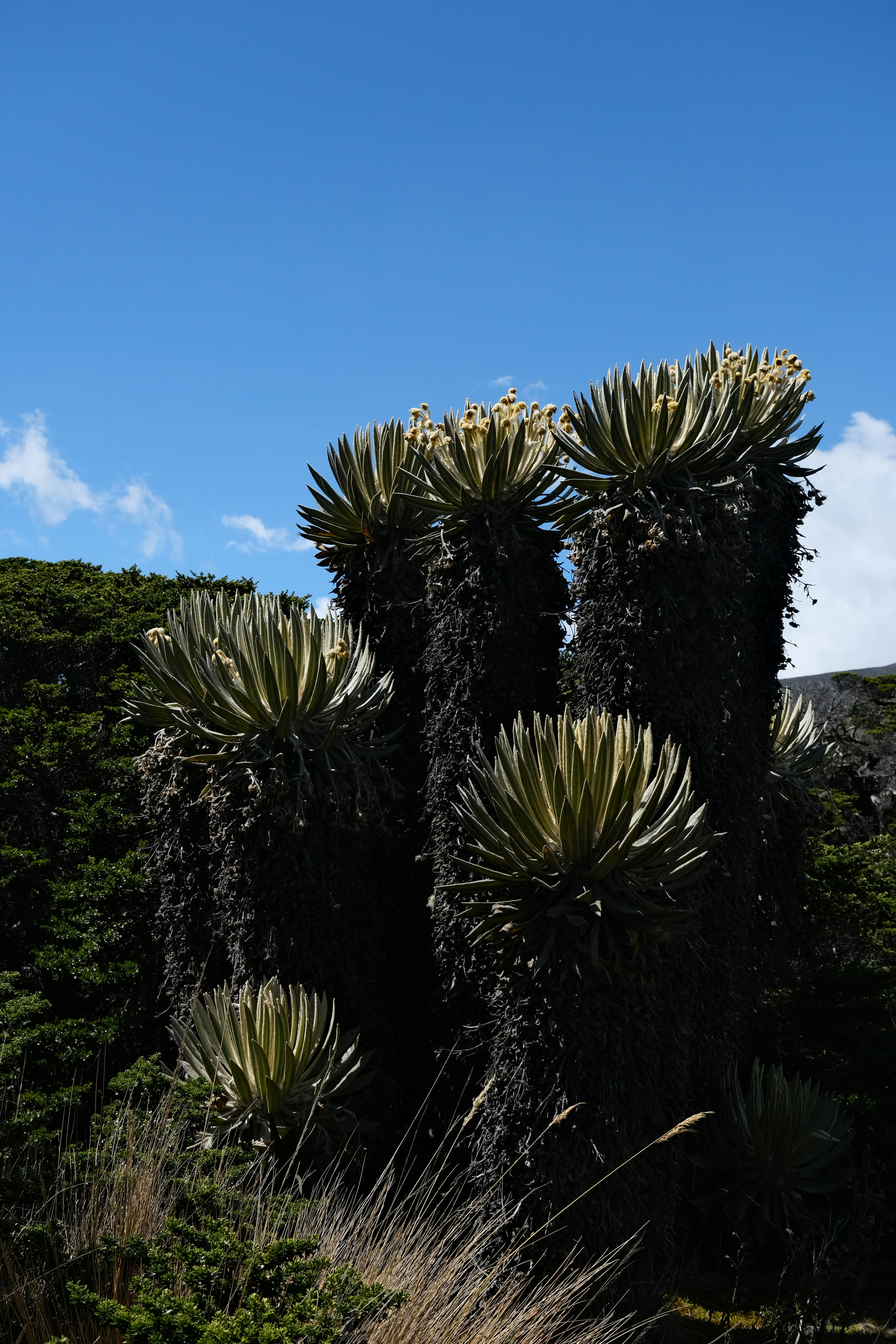 Piante alte con foglie spinose sotto un cielo azzurro