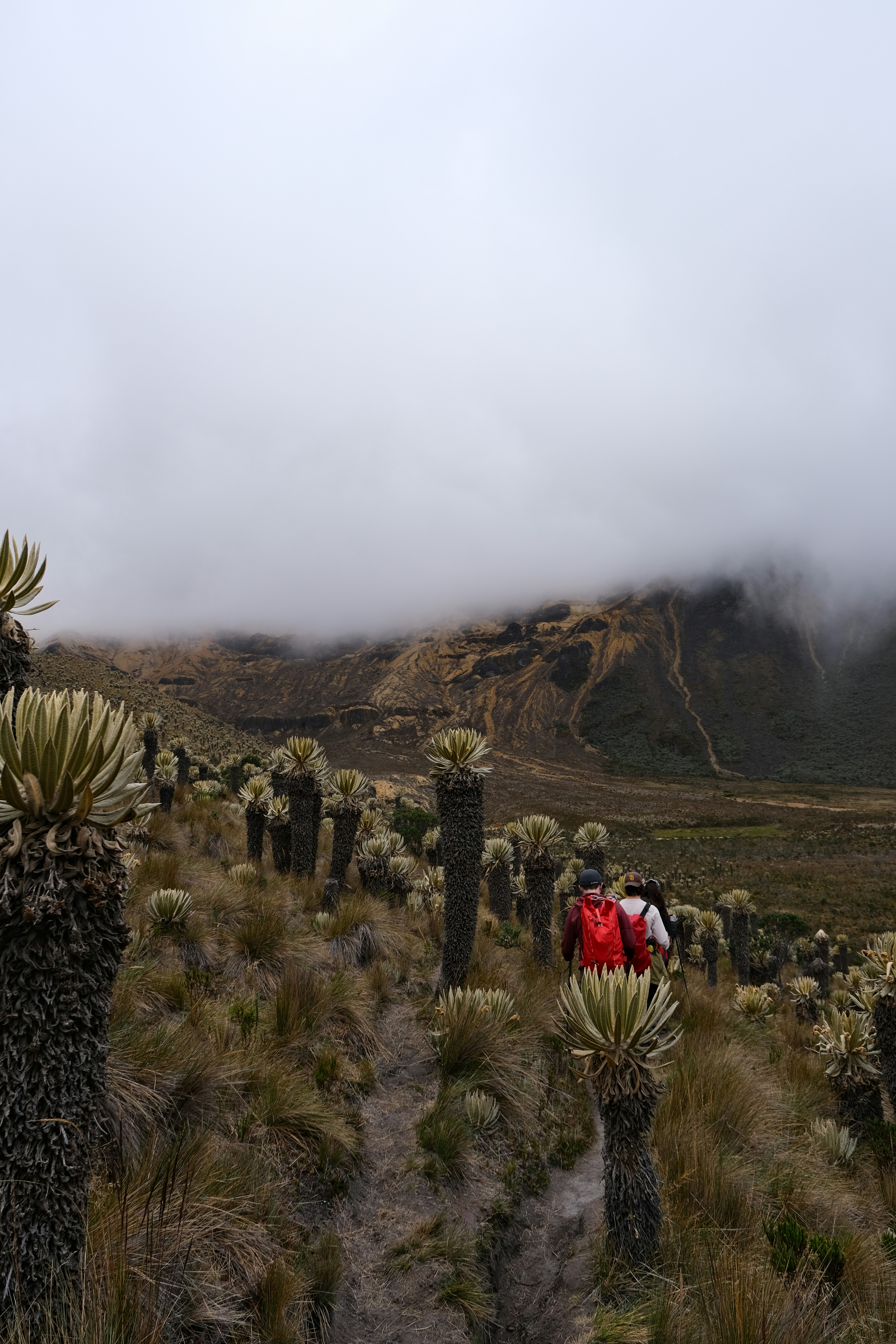 Gli escursionisti camminano attraverso un paesaggio montuoso nebbioso con piante uniche.