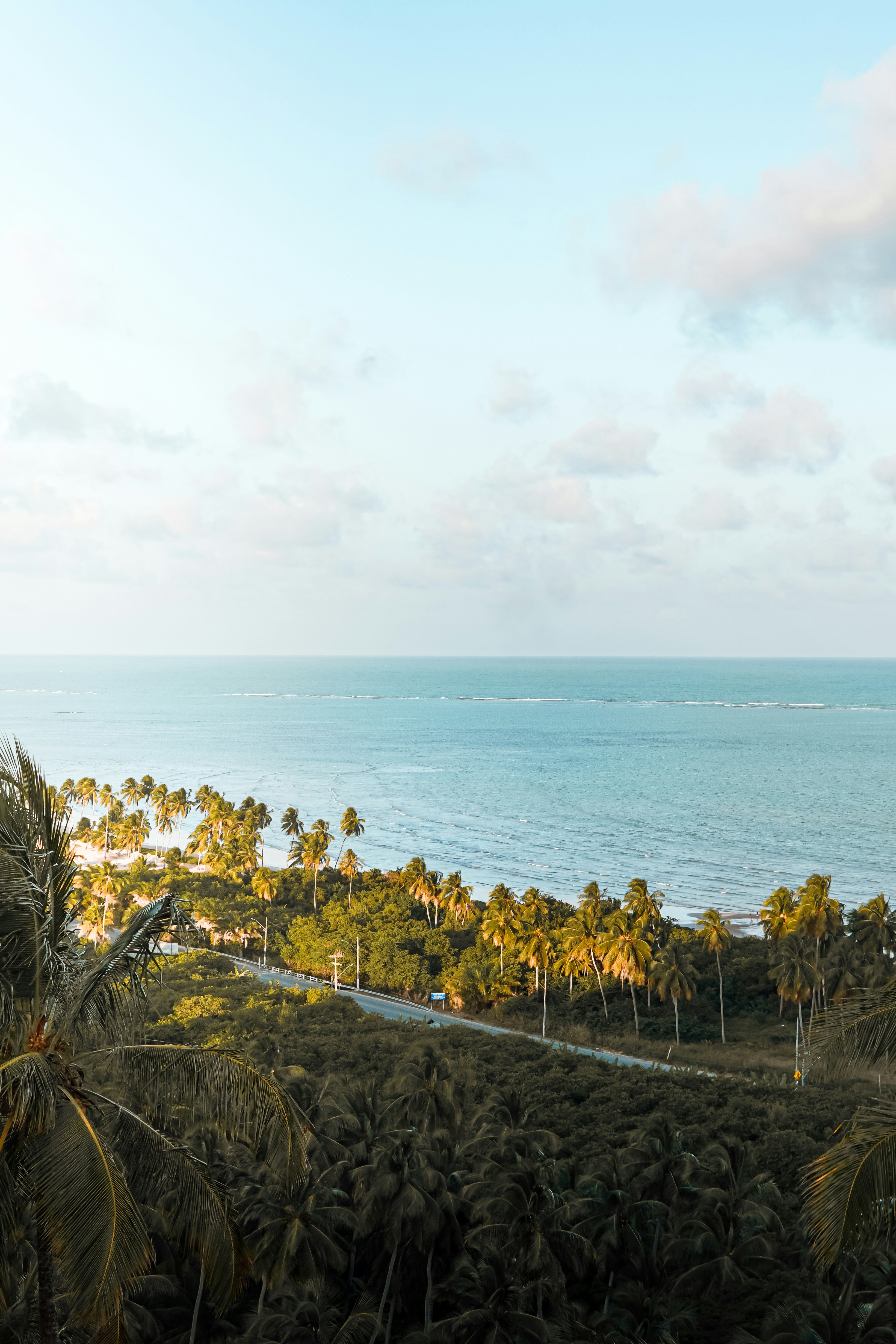 Palm trees line a tropical beach with calm ocean waves.