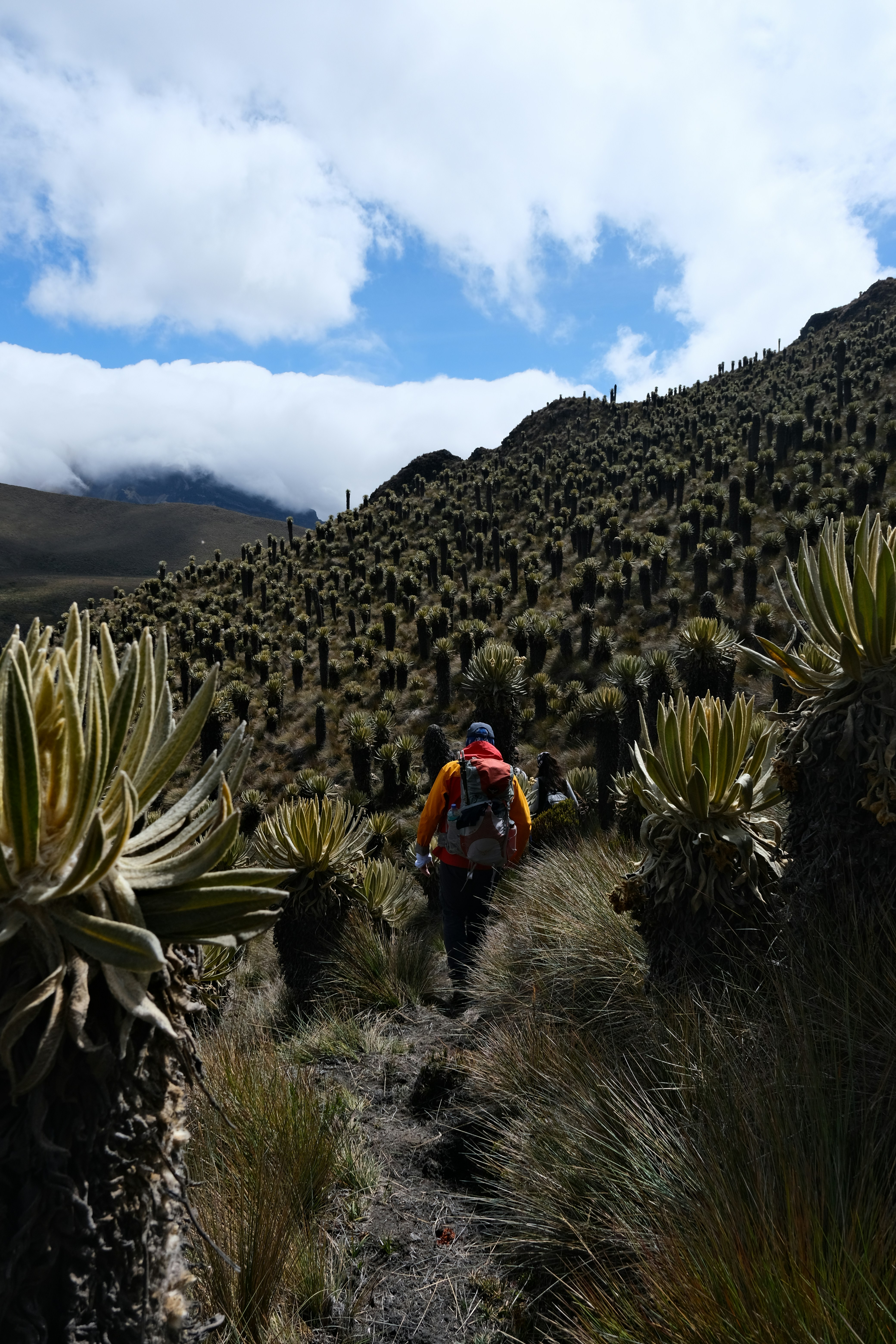 Gli escursionisti salgono su un sentiero erboso di montagna con una flora unica.