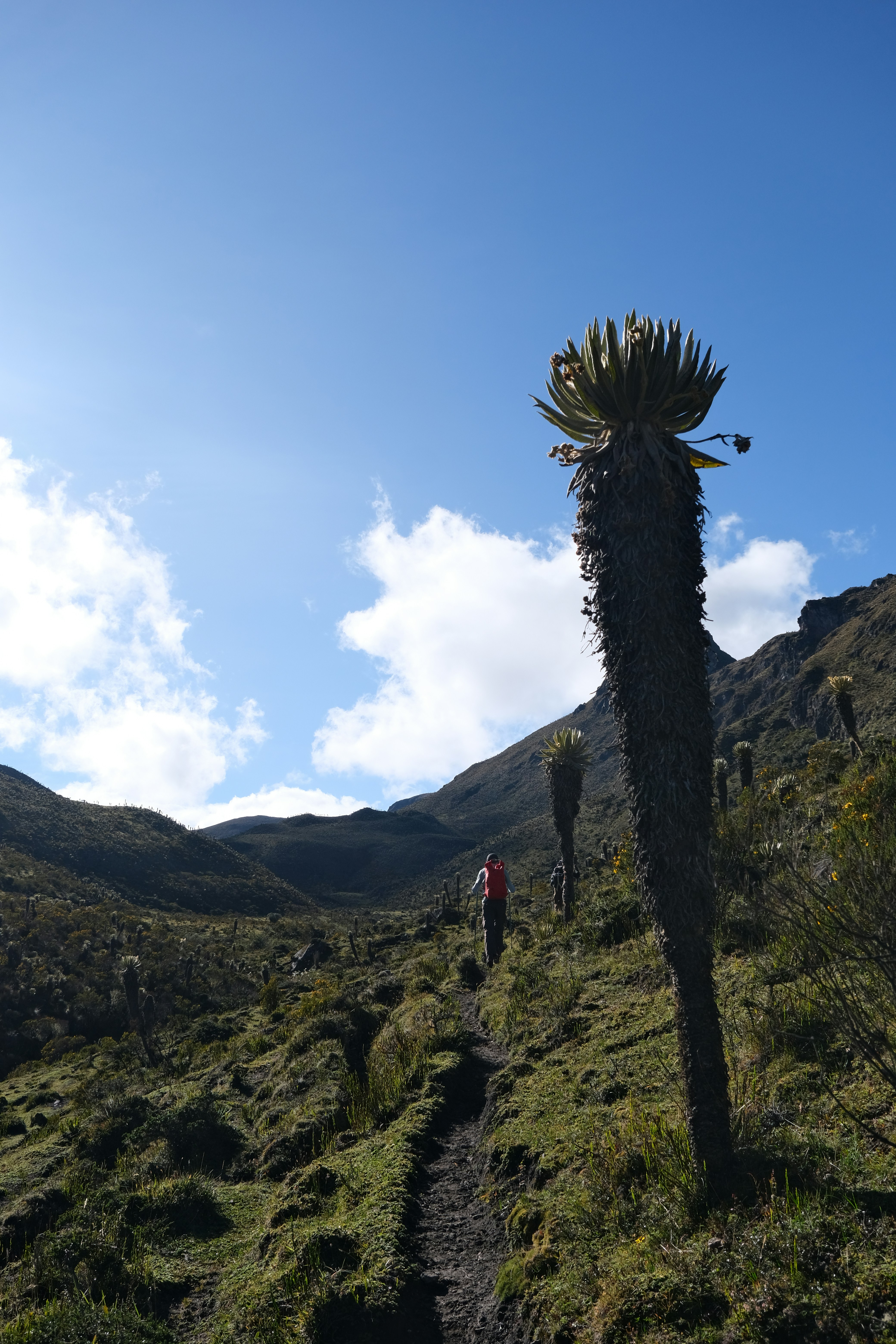 Escursionista su un sentiero di montagna con piante uniche